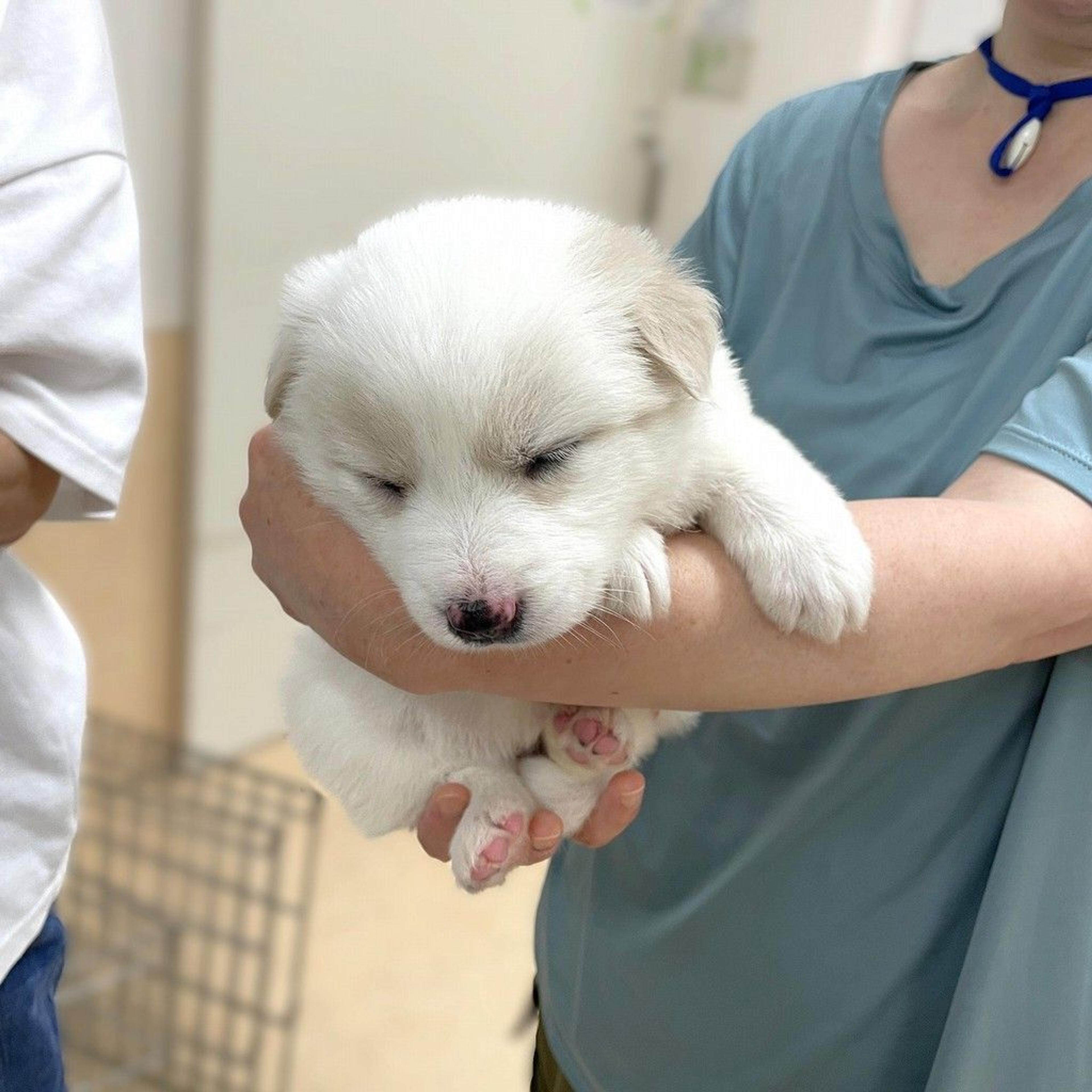pet-image-3