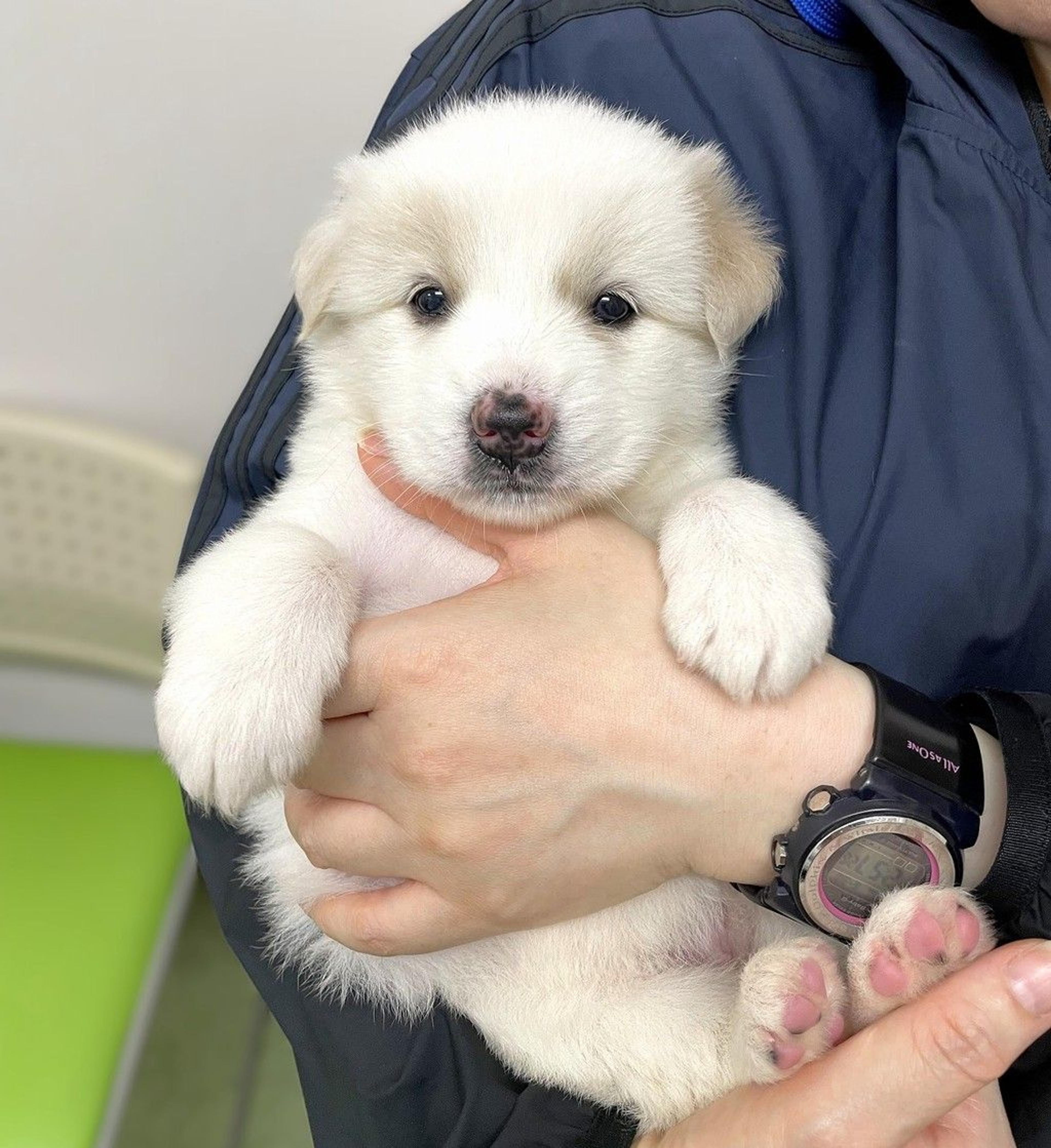 pet-image-4