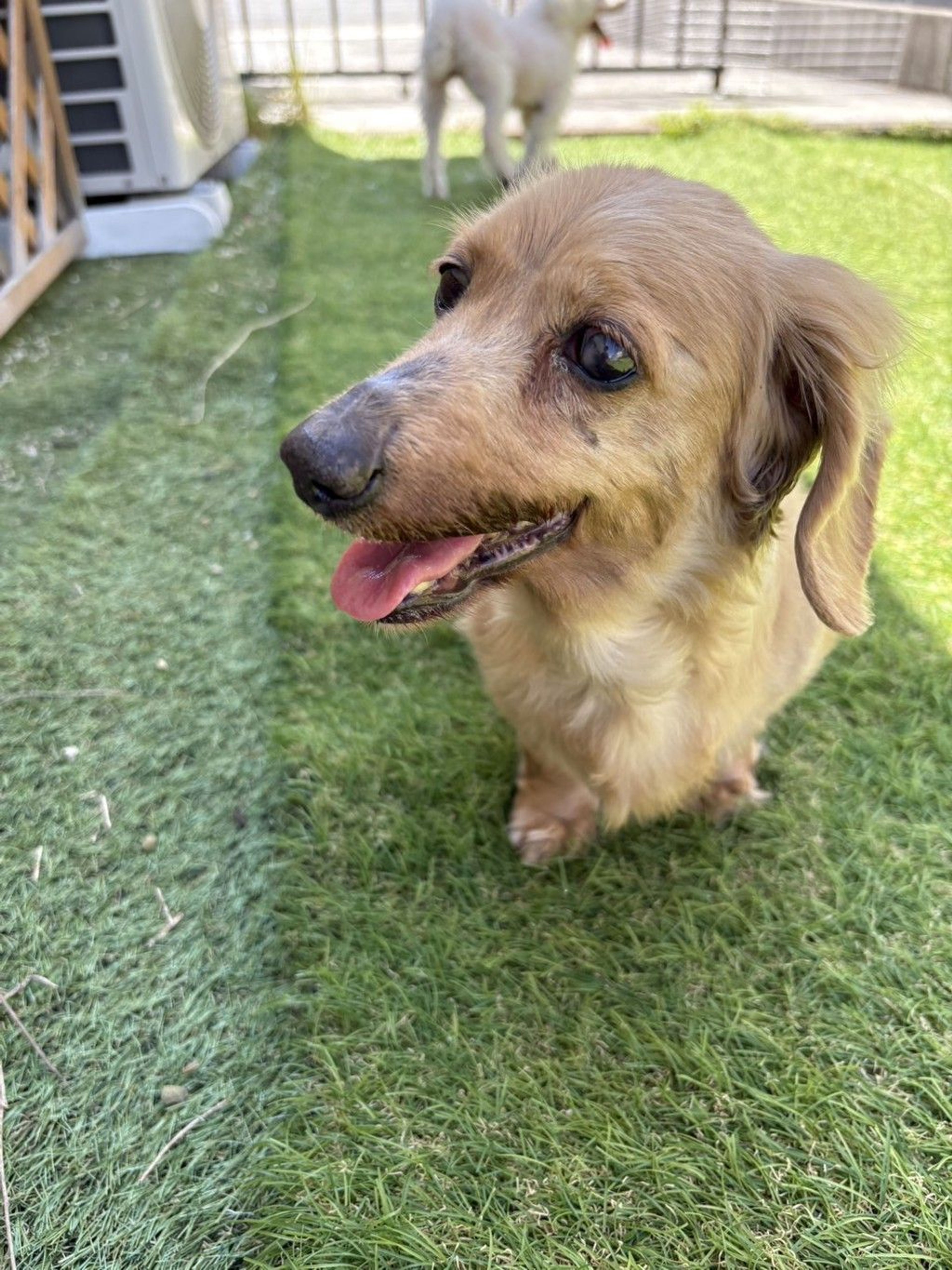 pet-image-8
