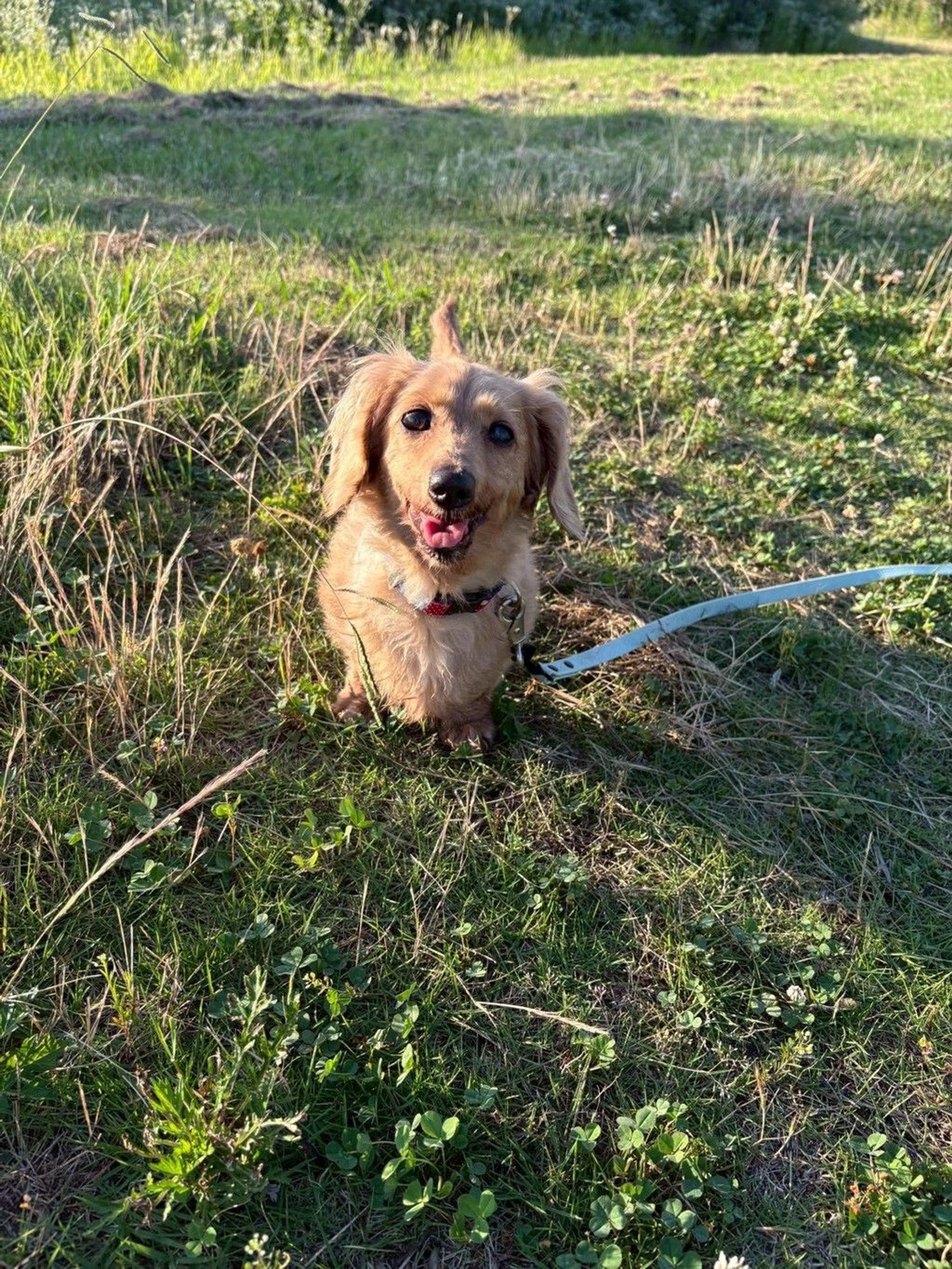 pet-image-7
