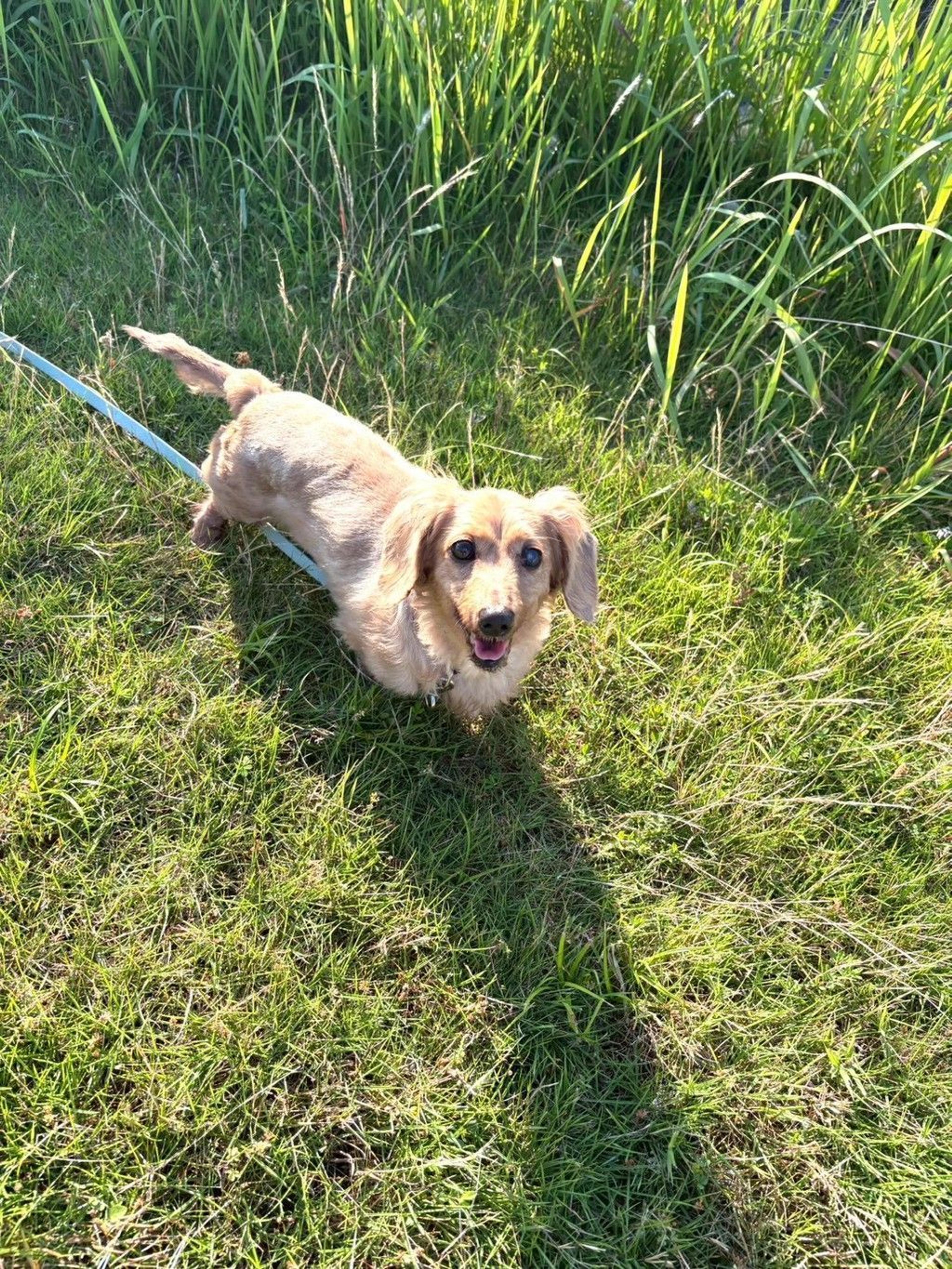 pet-image-8