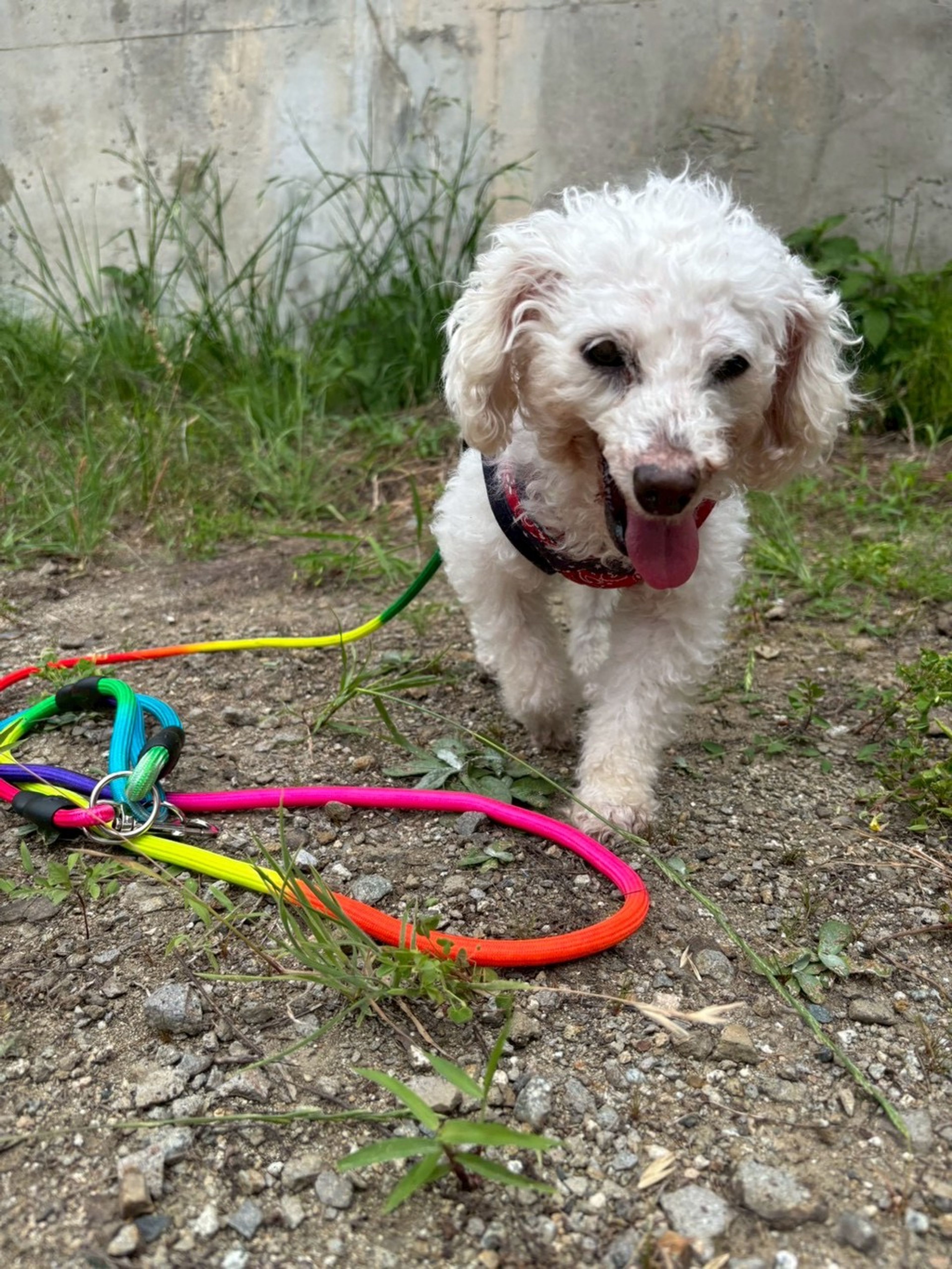 pet-image-9