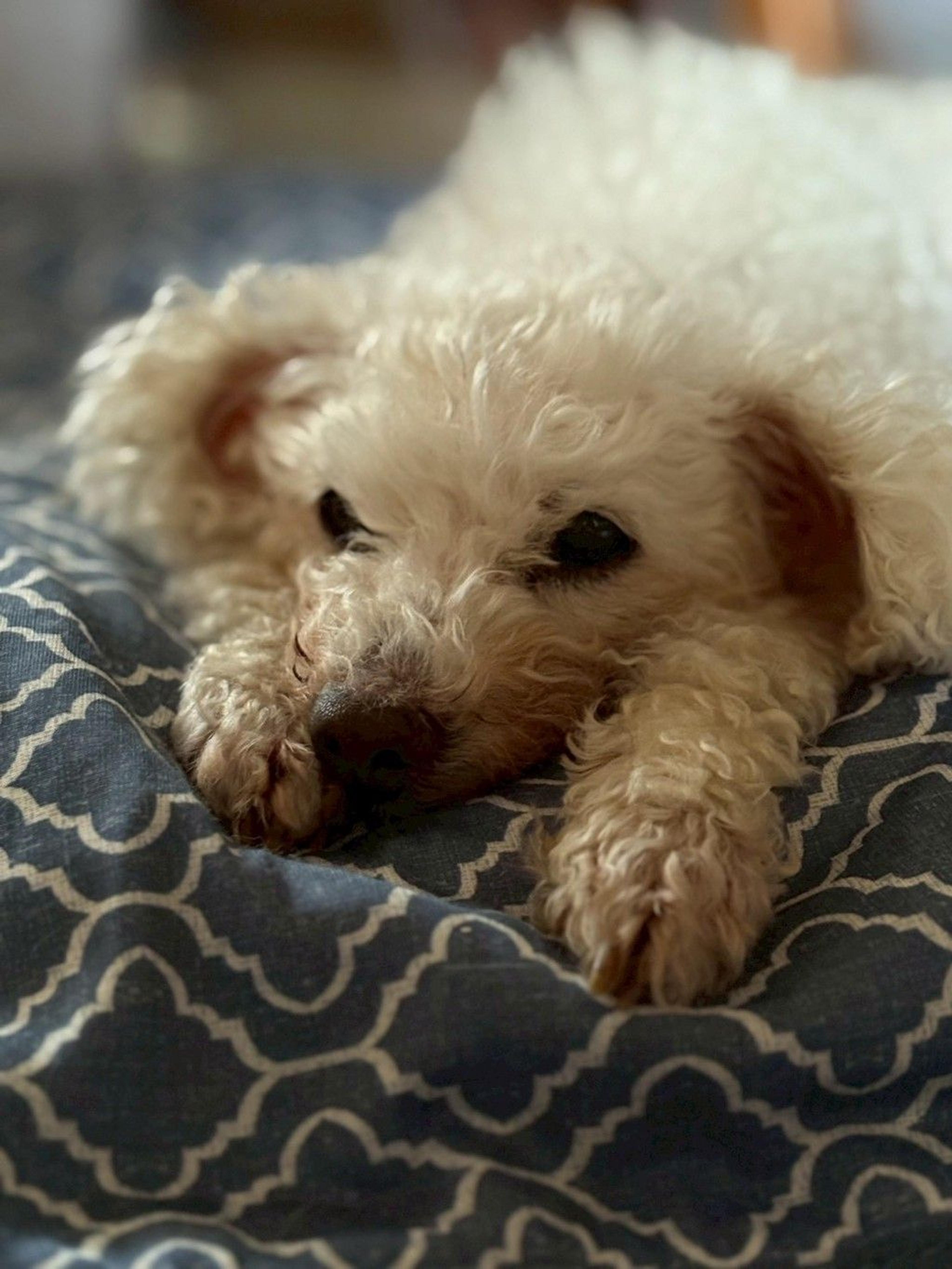pet-image-6