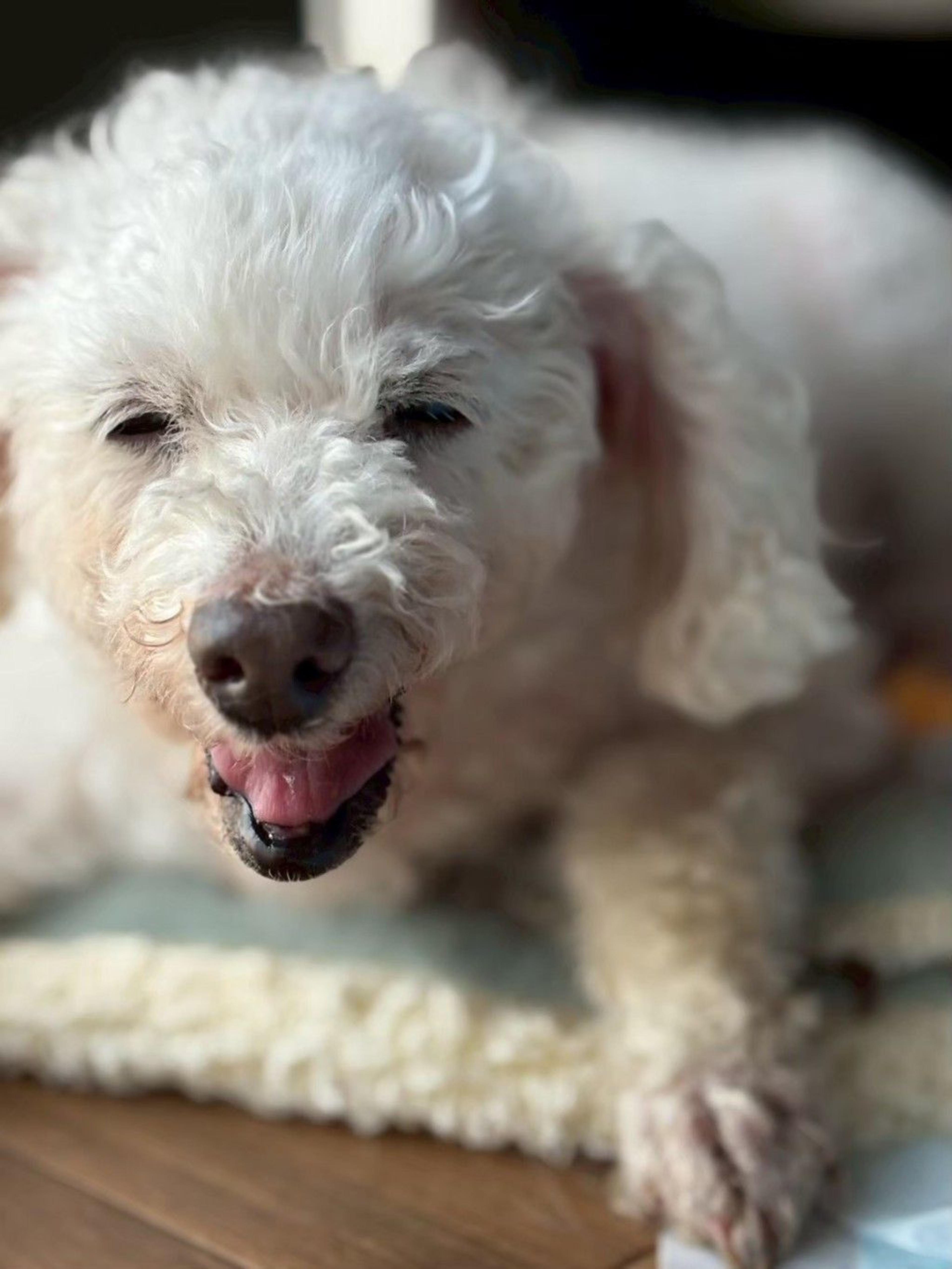 pet-image-9
