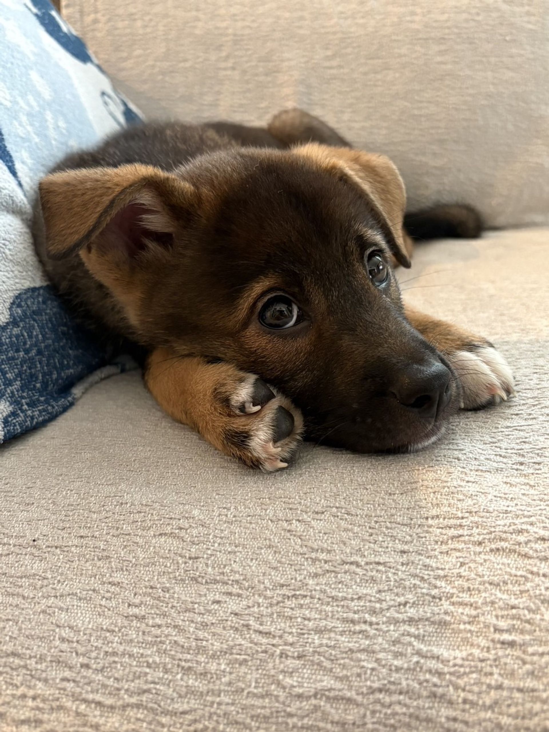 雑種（ミックス犬）・オスの里親募集の写真