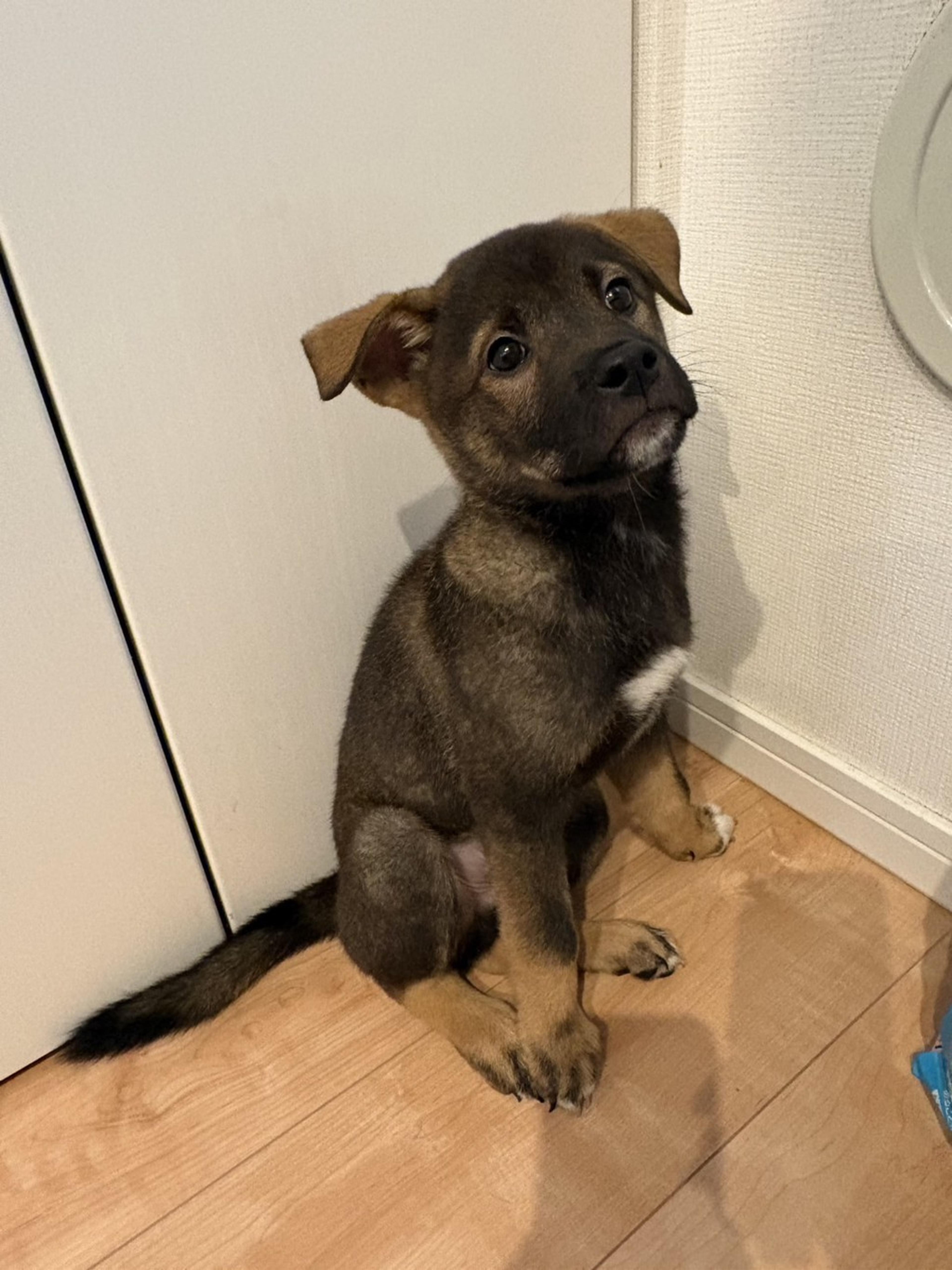 pet-image-2