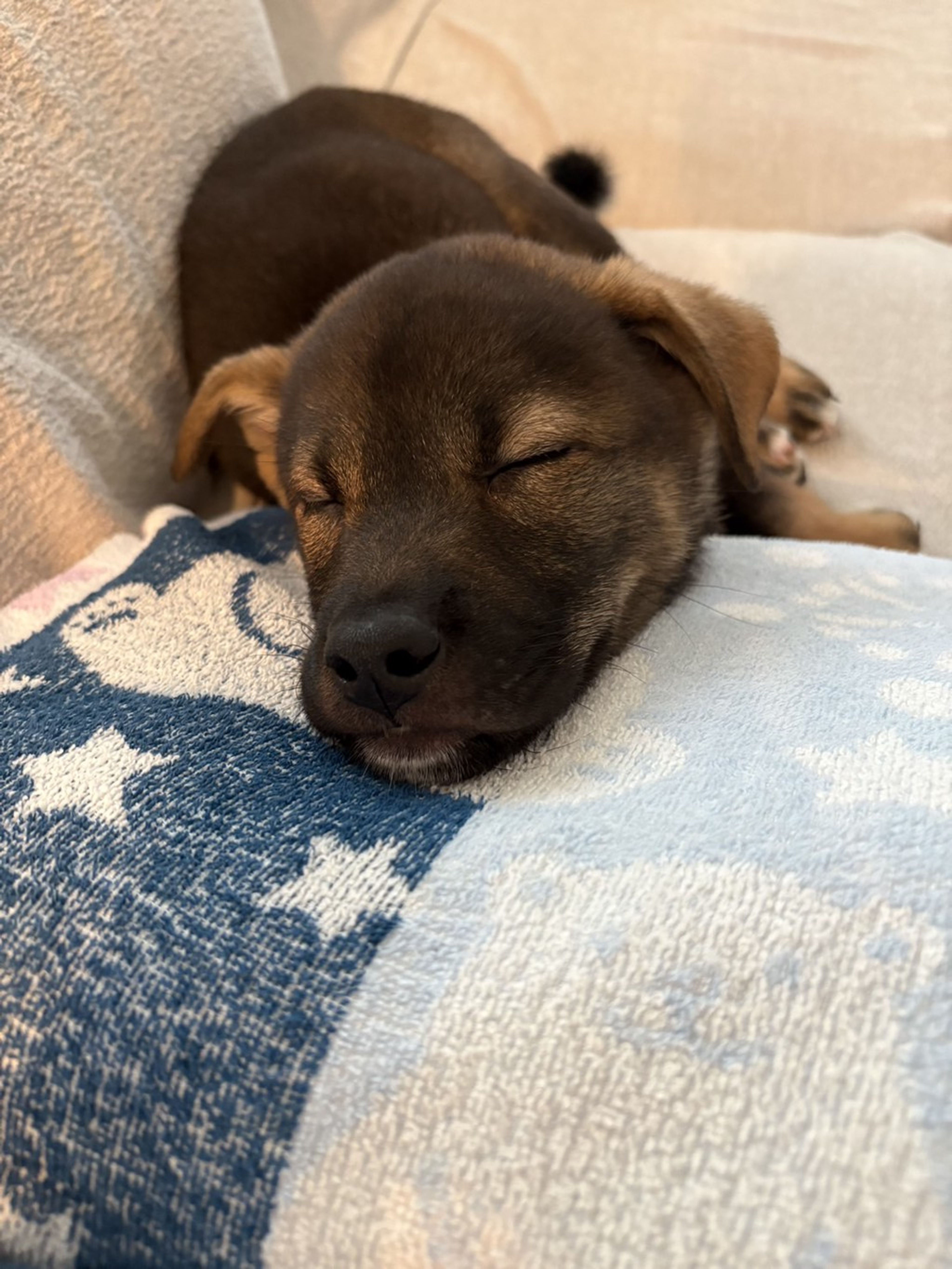 pet-image-3