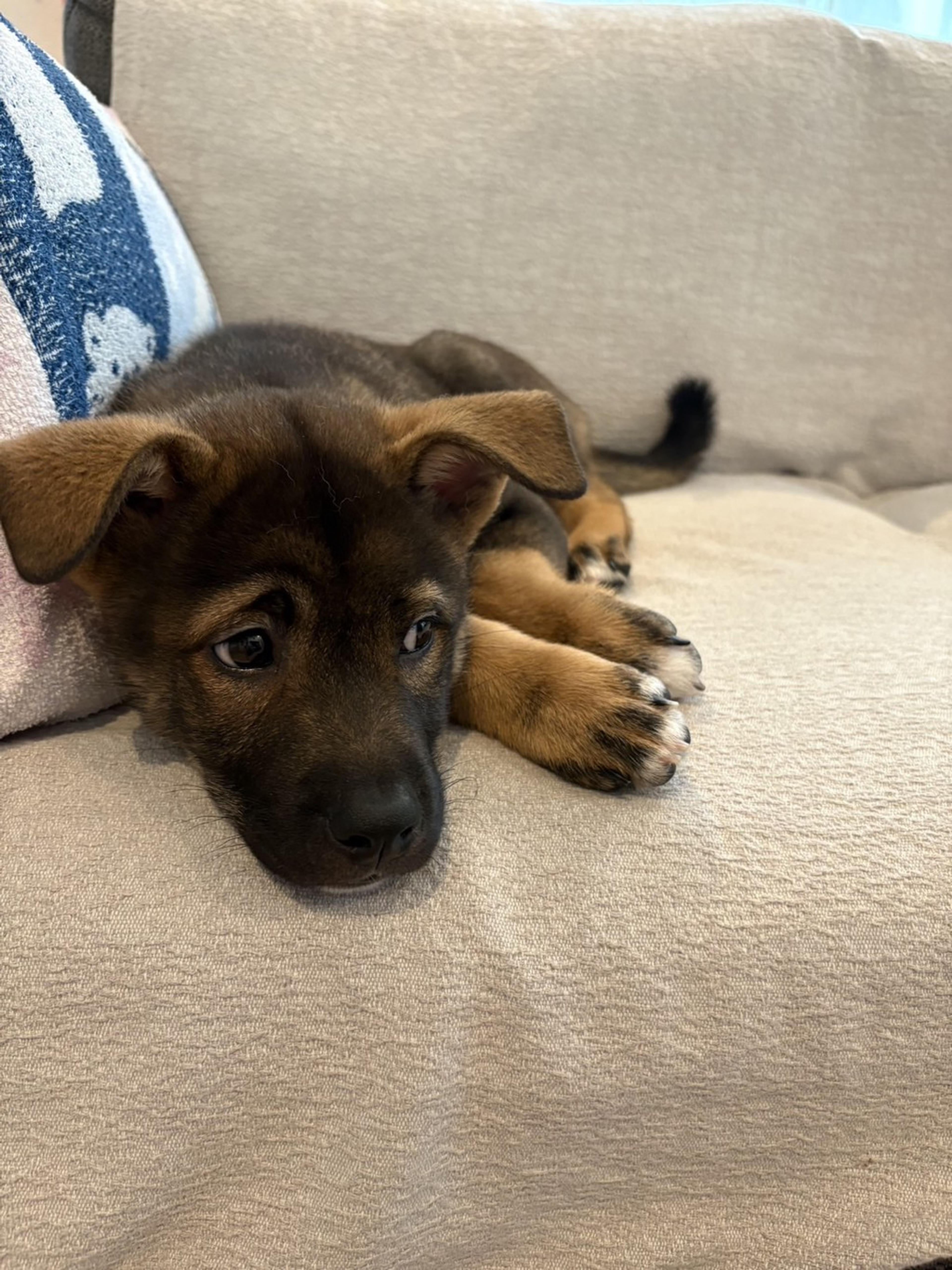 pet-image-5
