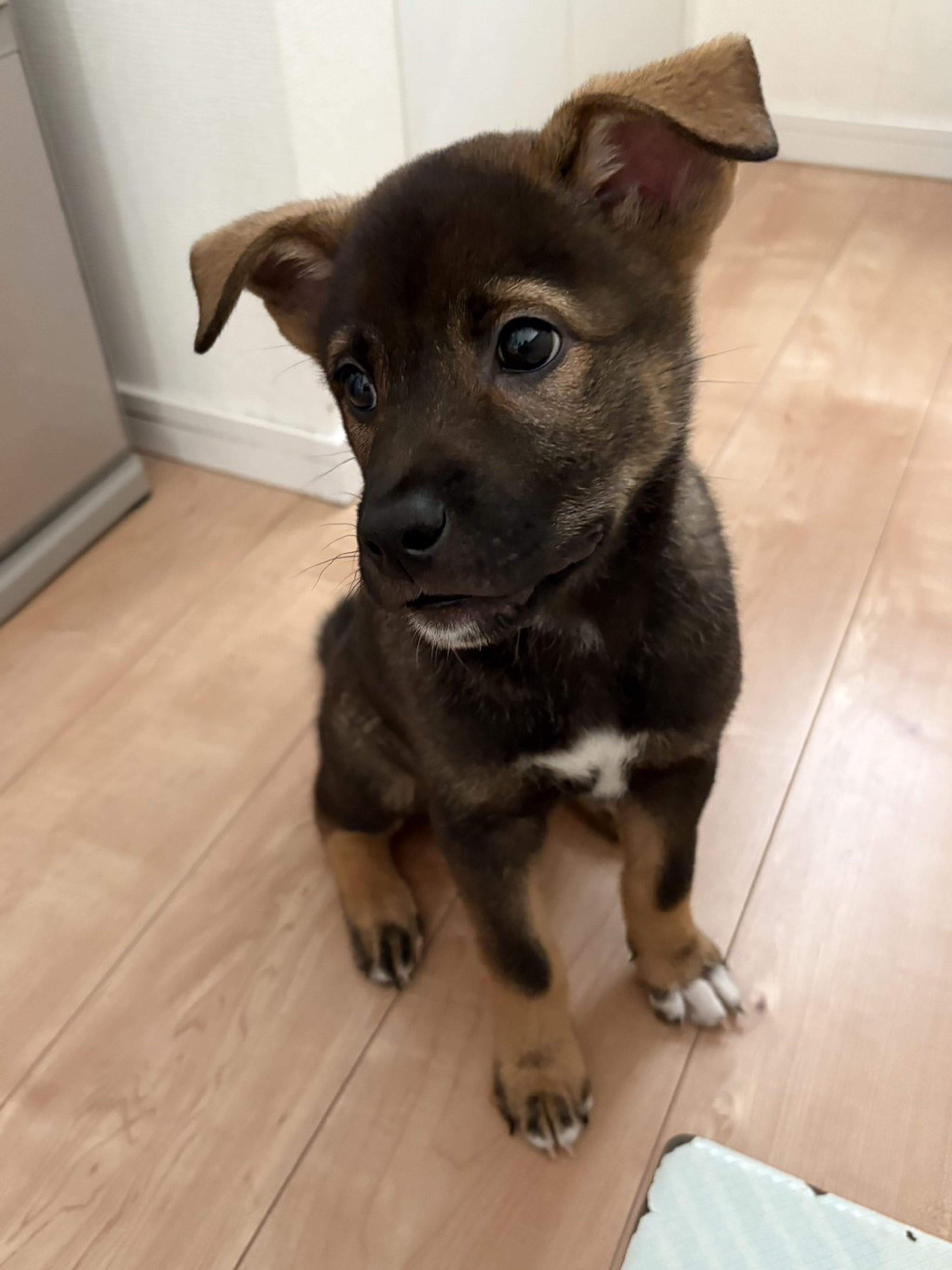 pet-image-6