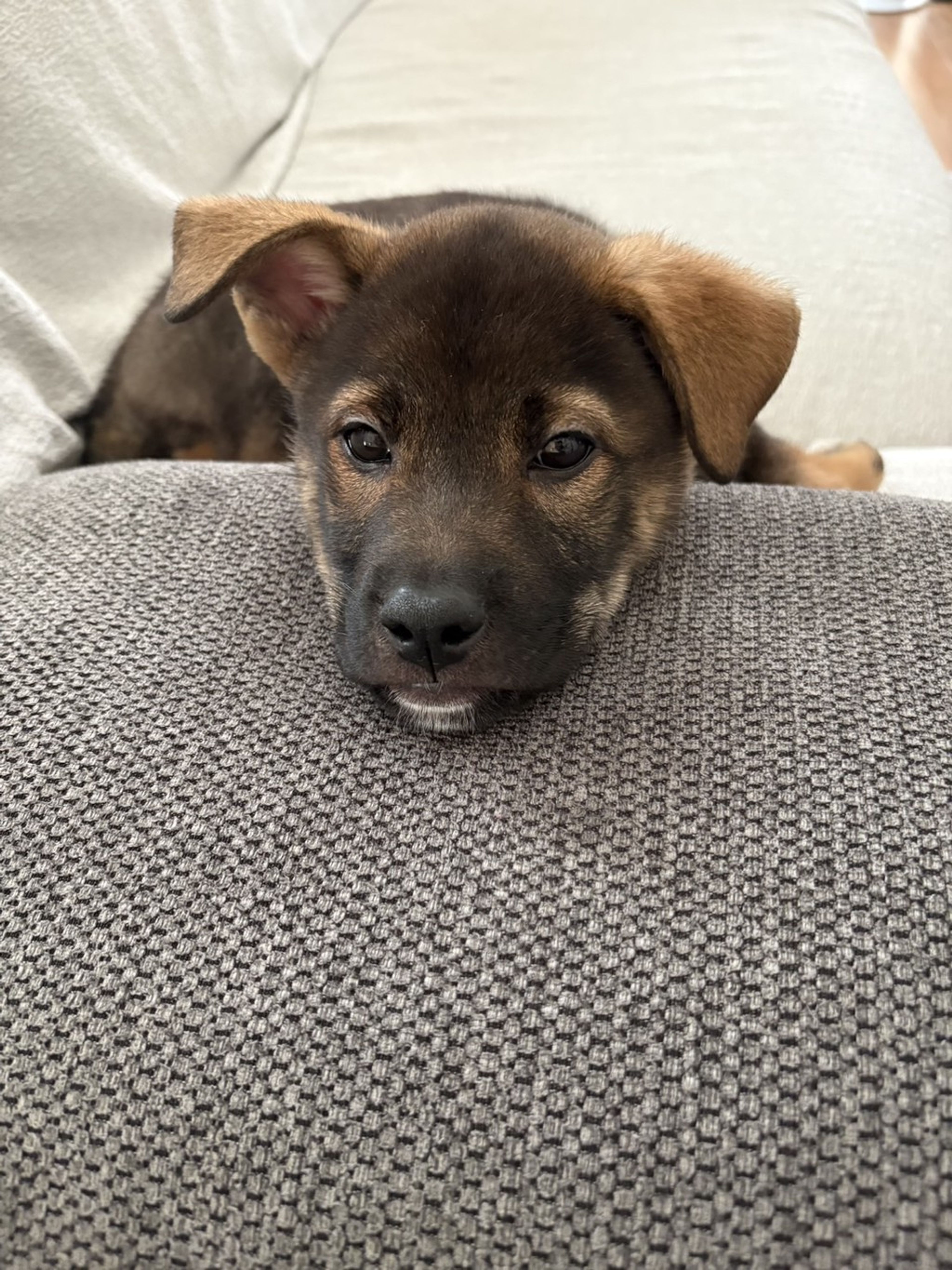 pet-image-7
