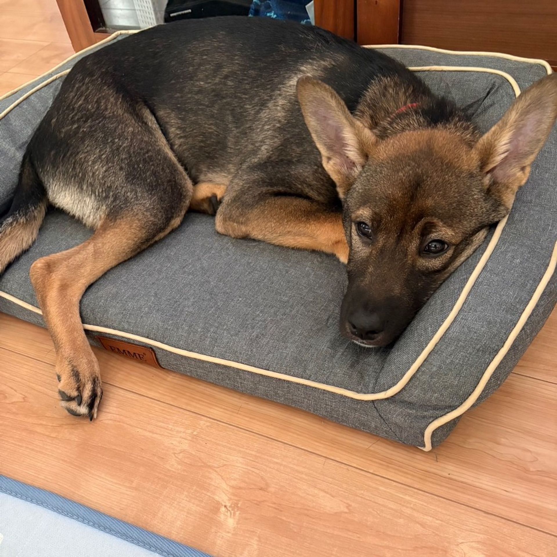 雑種（ミックス犬）・オスの里親募集の写真