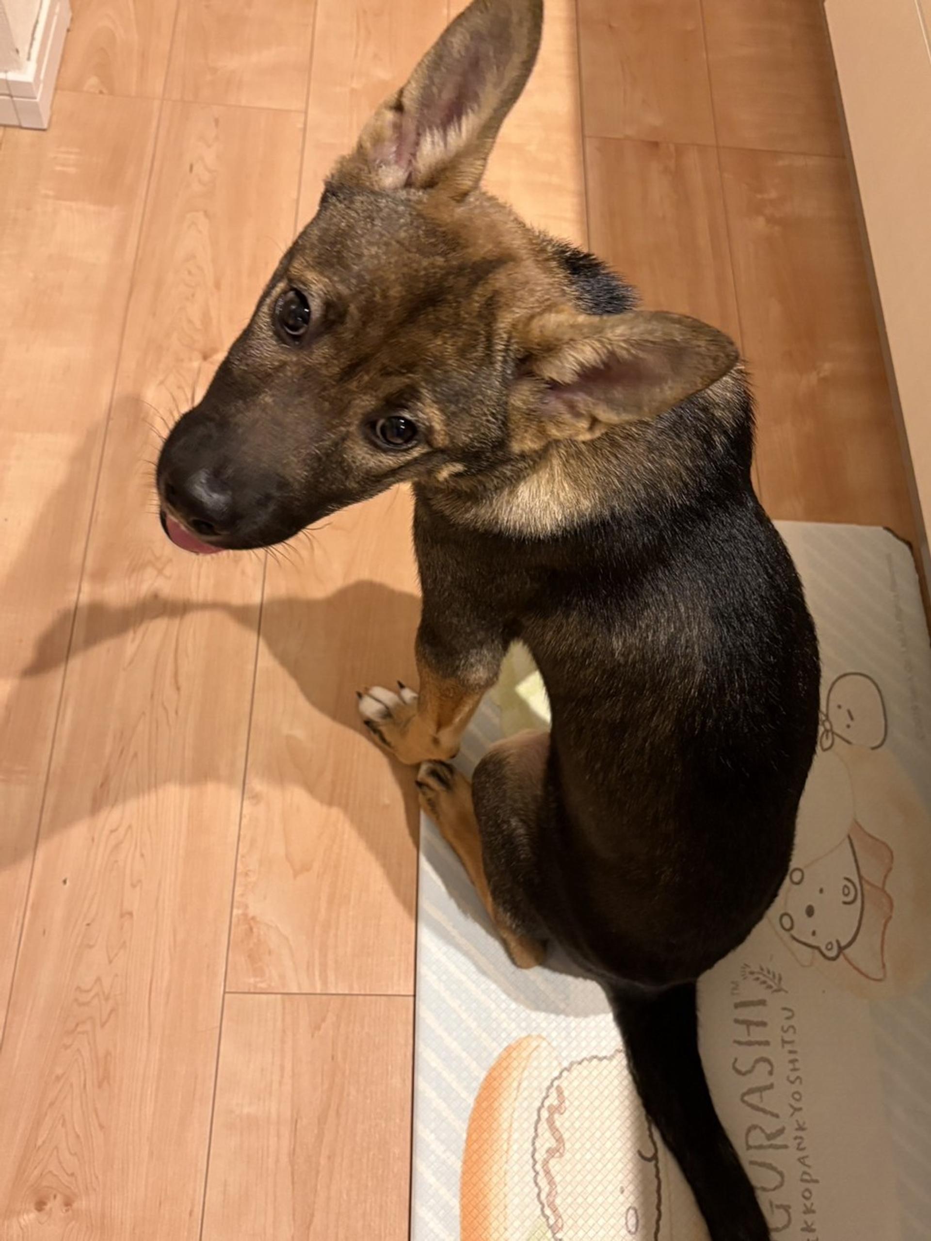 pet-image-2