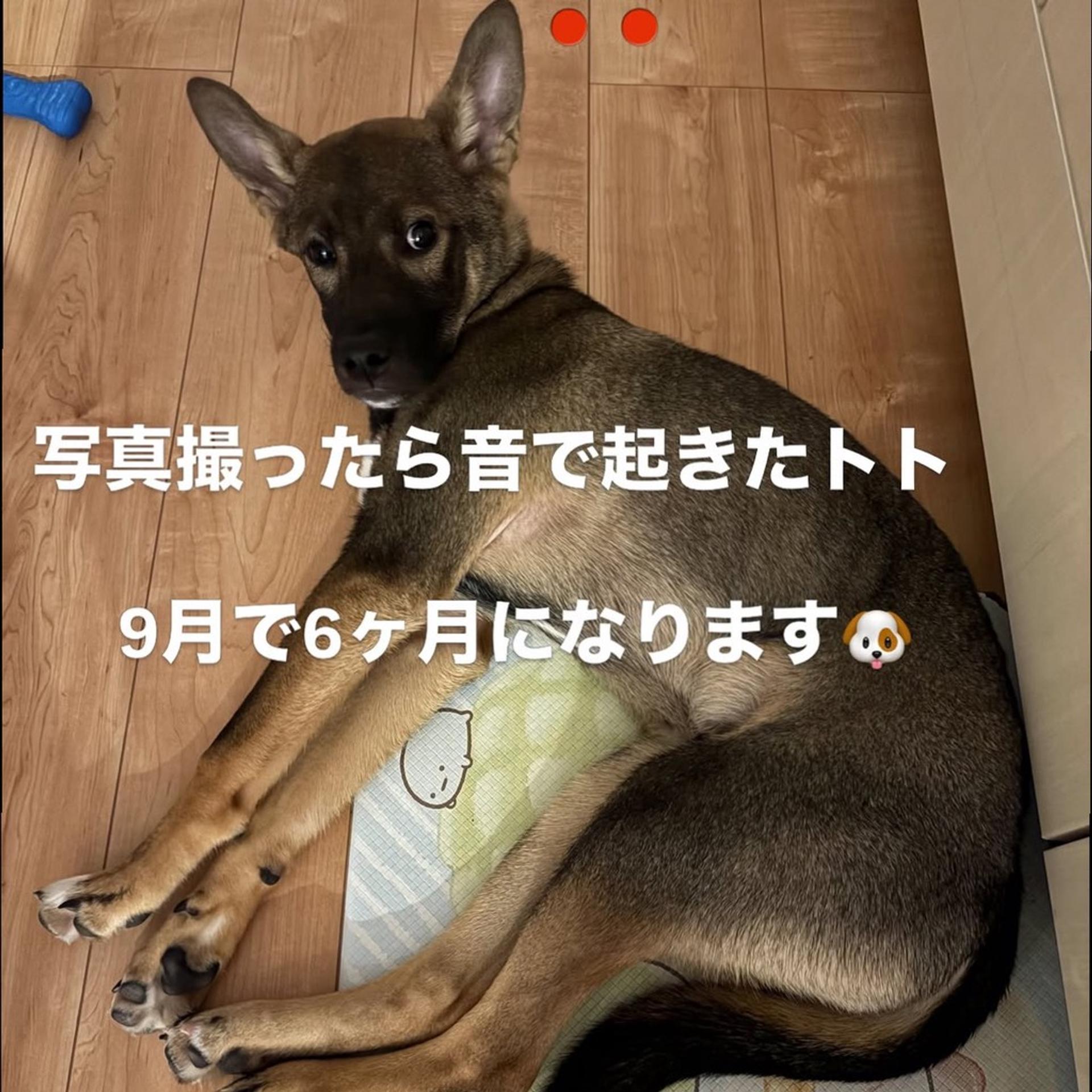 pet-image-3
