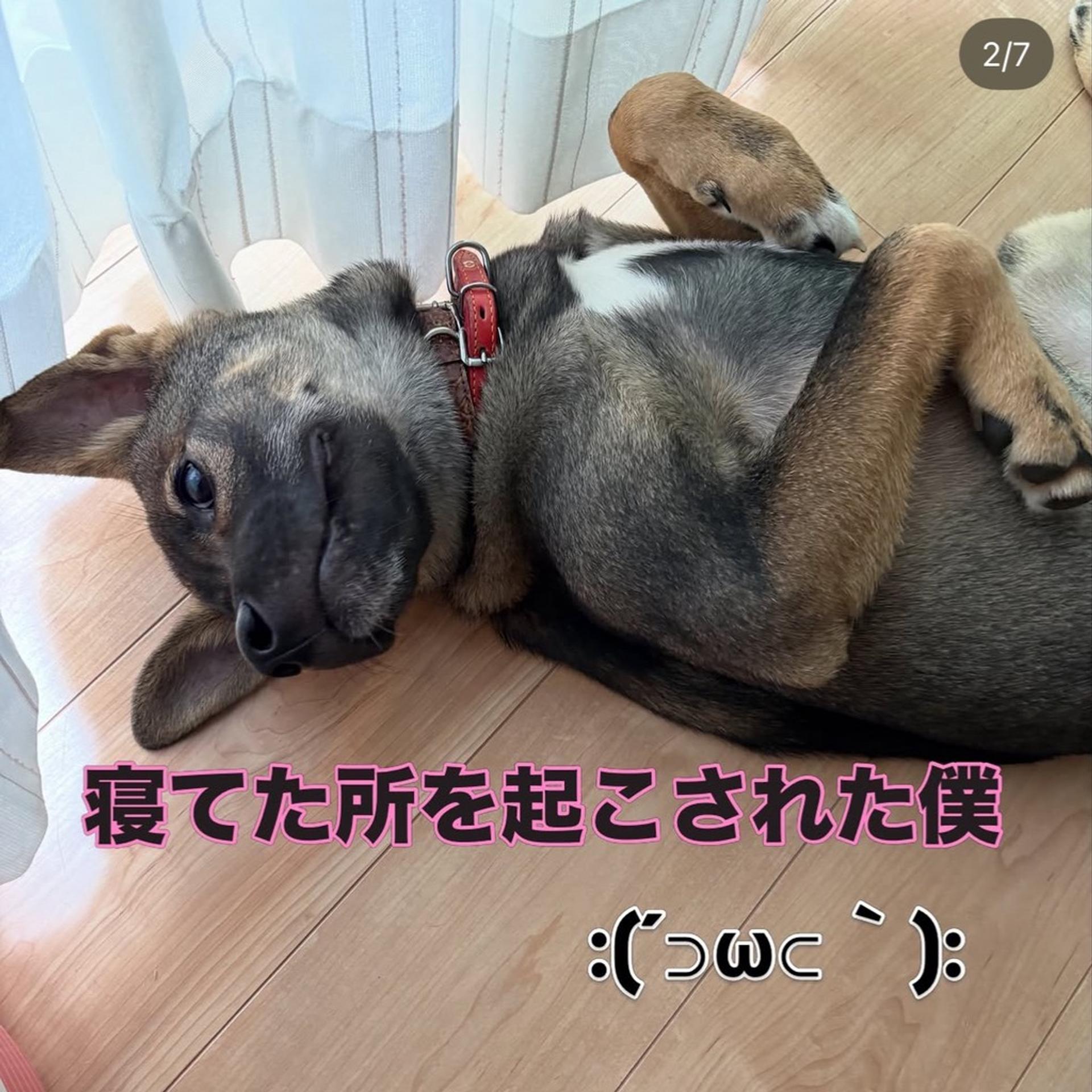 pet-image-4