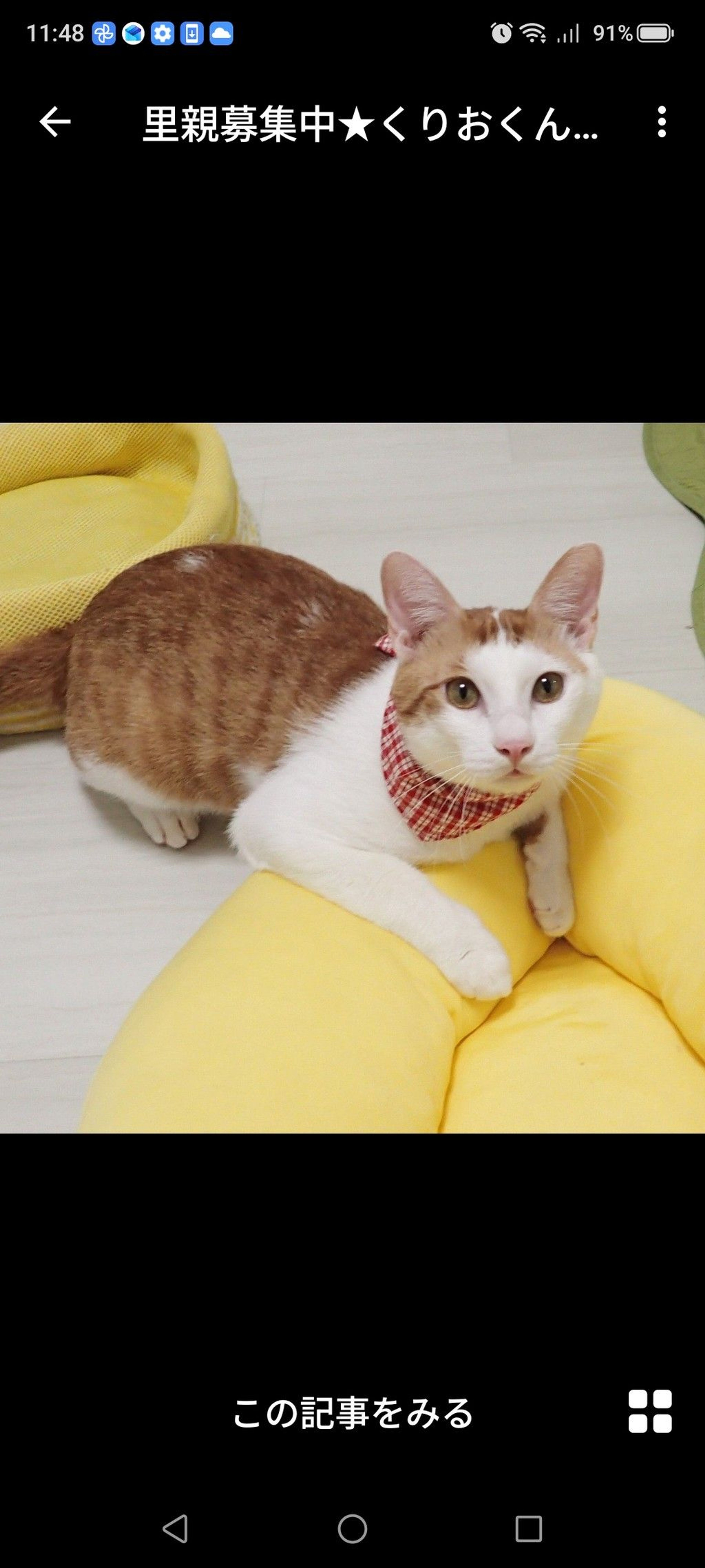 雑種（ミックス猫）・メスの里親募集の写真