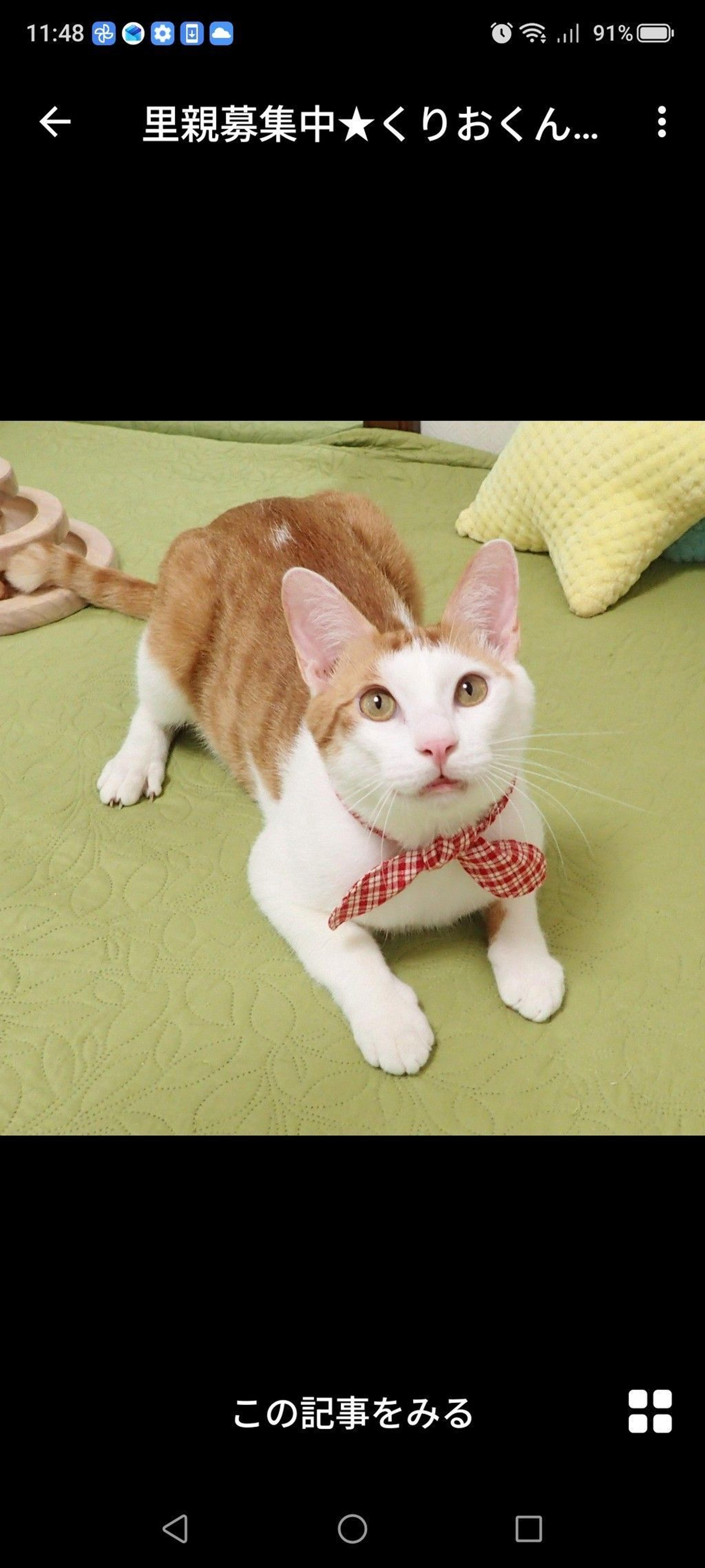 pet-image-2