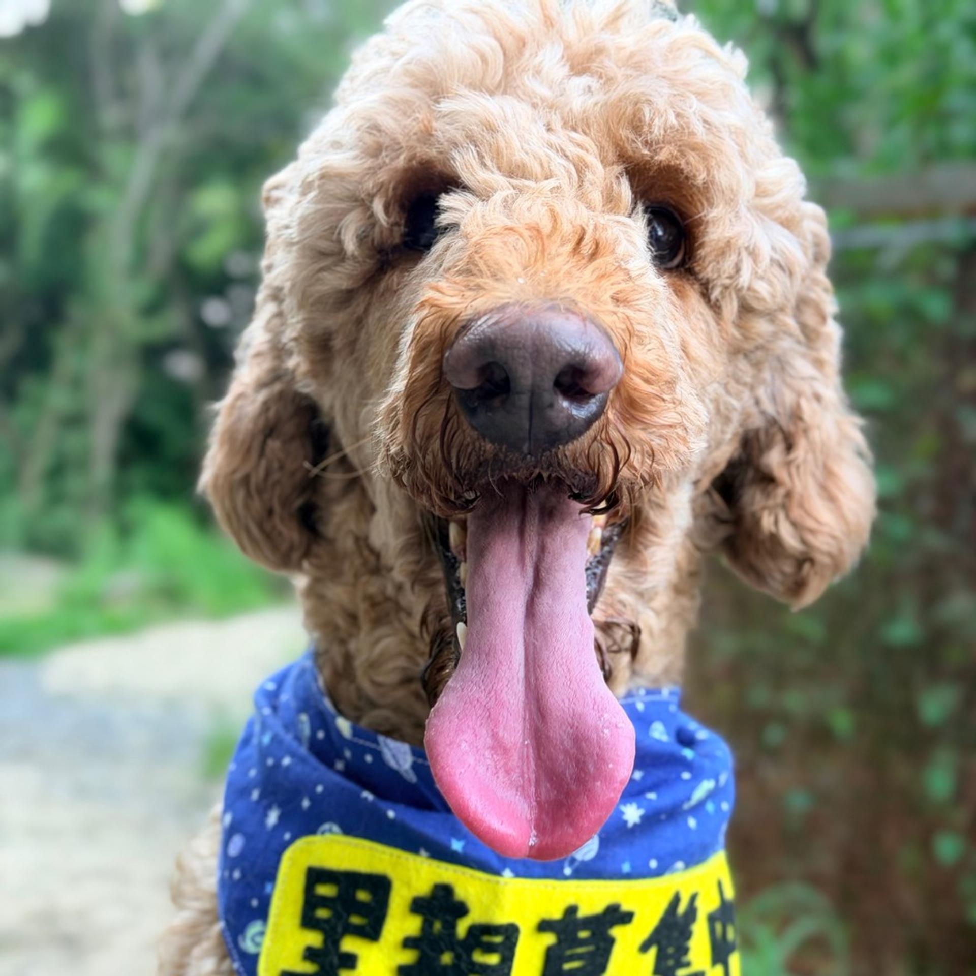 pet-image-2