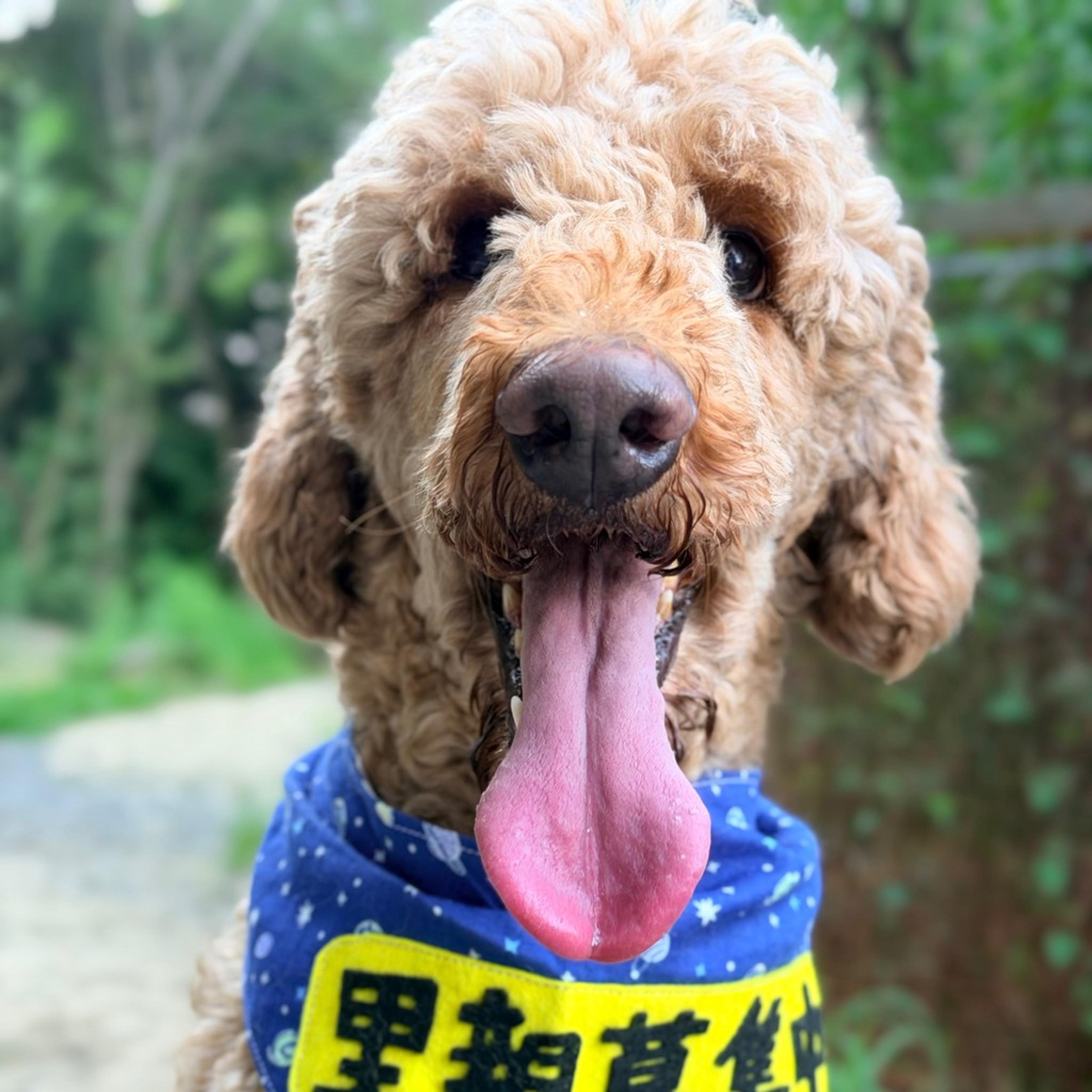 pet-image-2