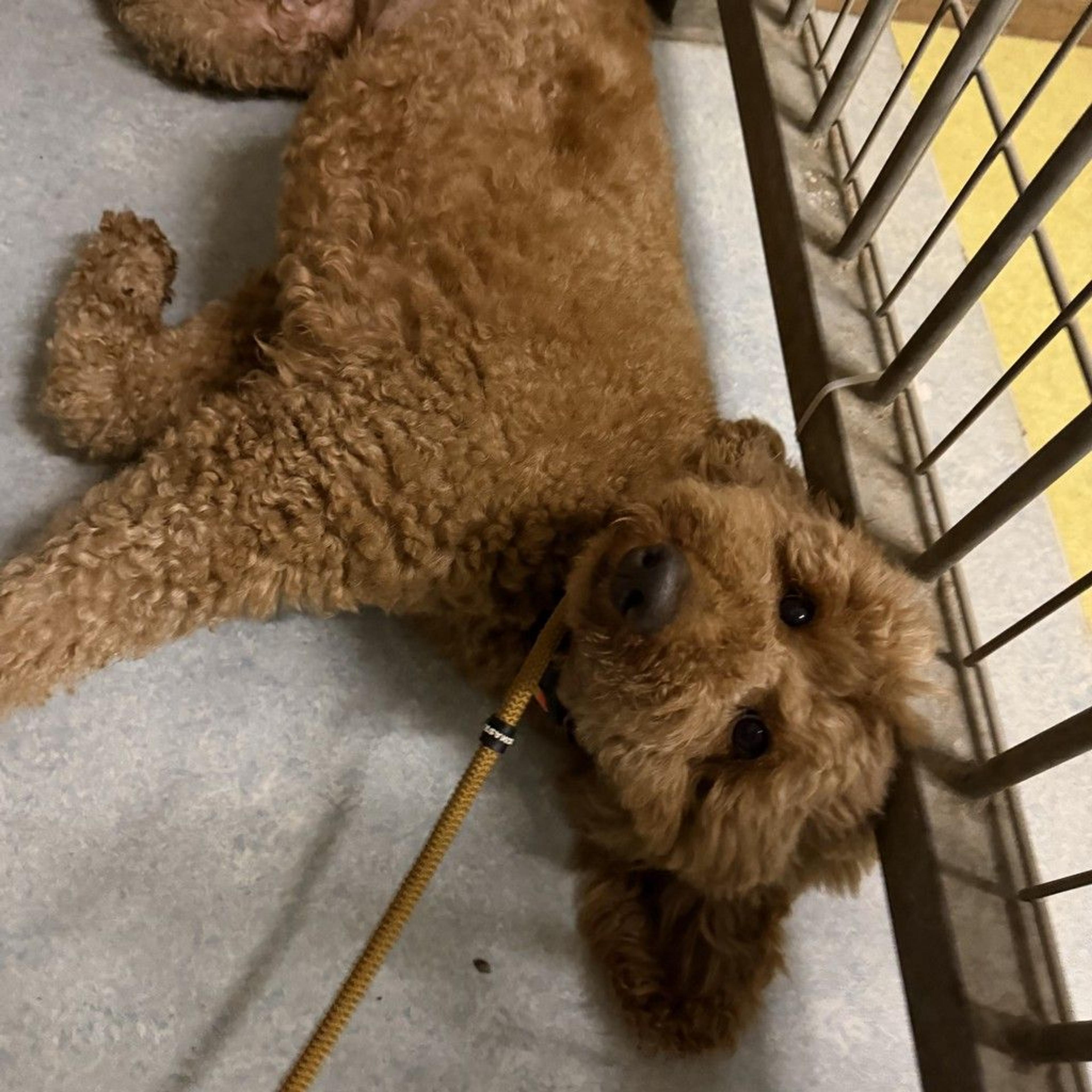 pet-image-2