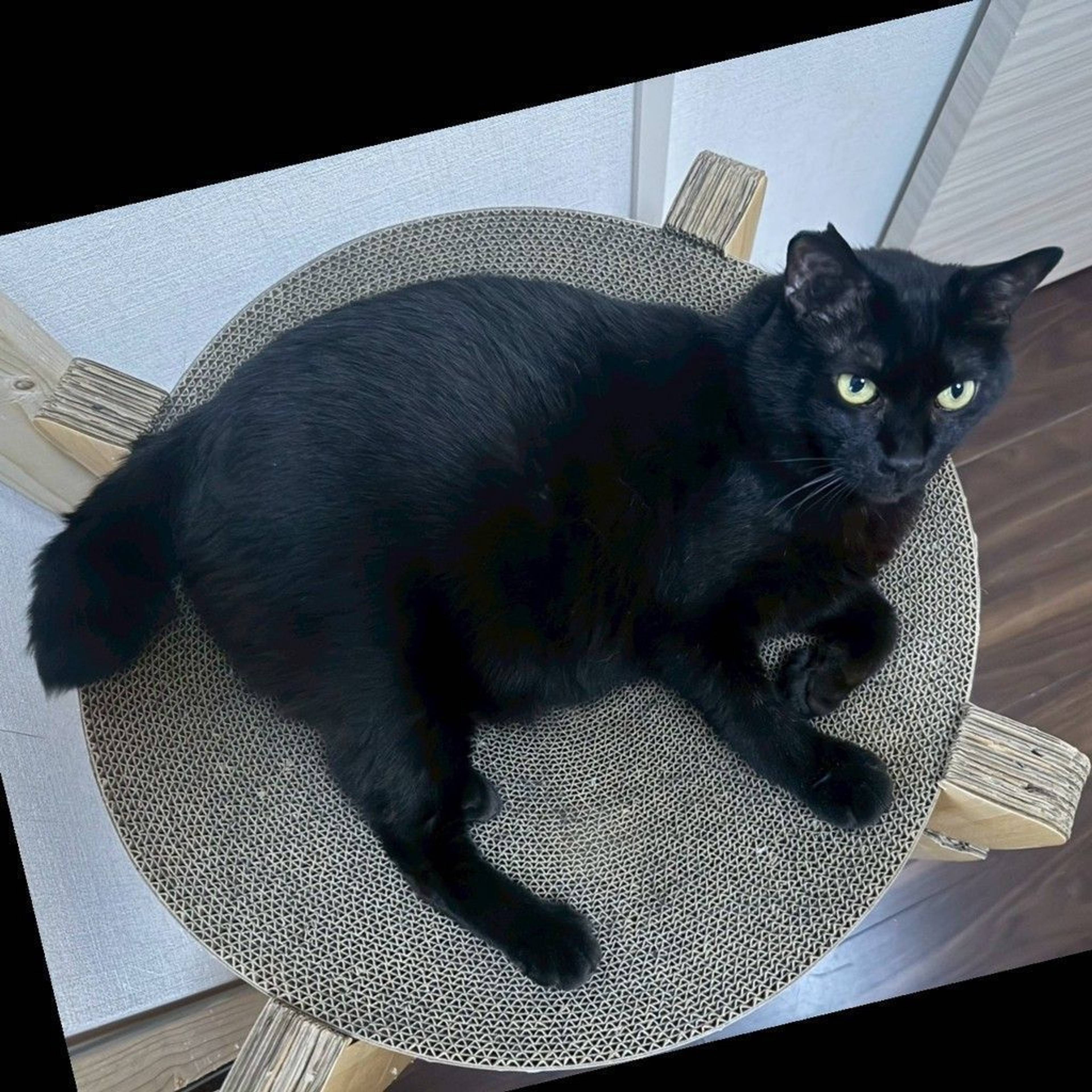 雑種（ミックス猫）・オスの里親募集の写真