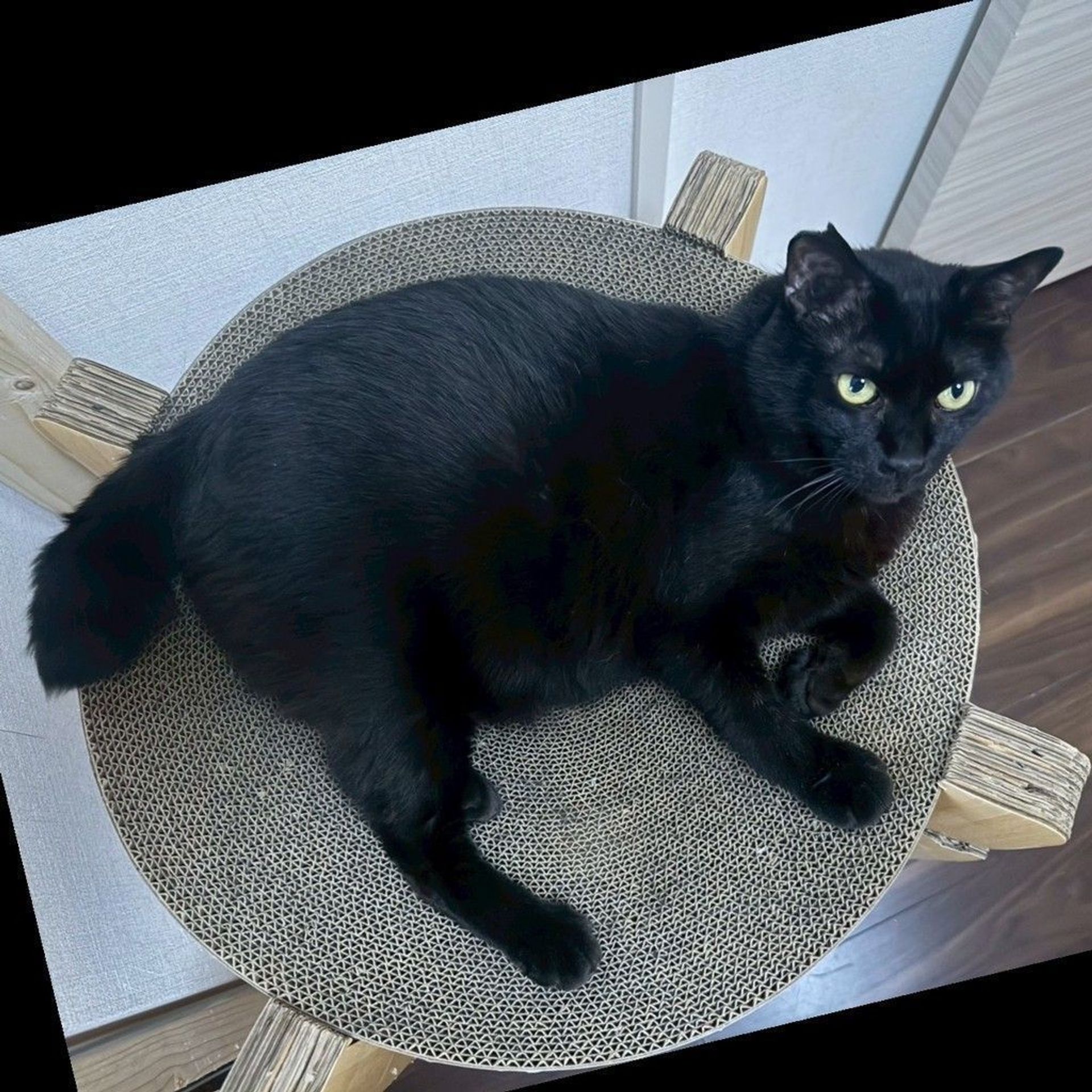 雑種（ミックス猫）・オスの里親募集の写真