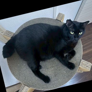 クロちゃんの写真