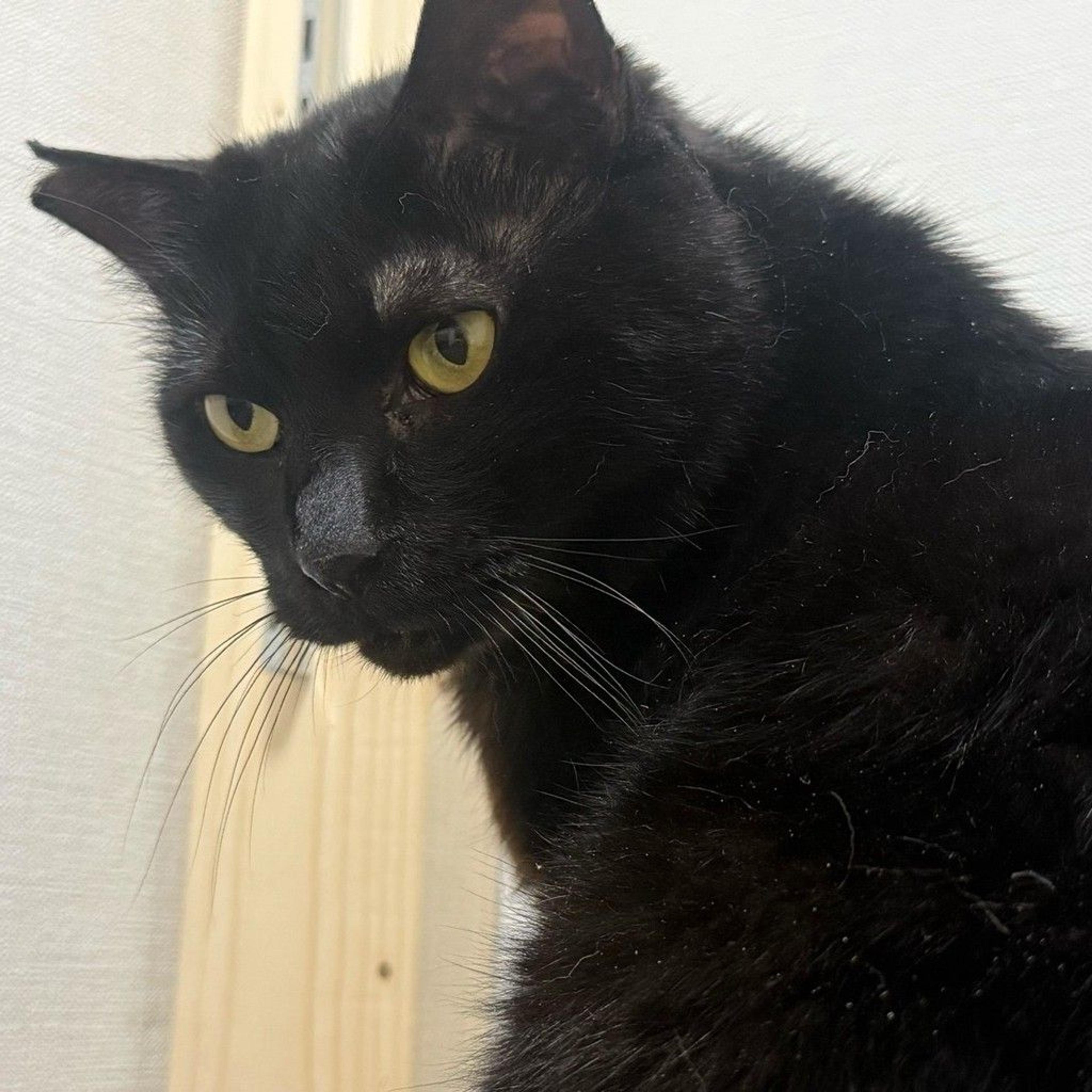 pet-image-2