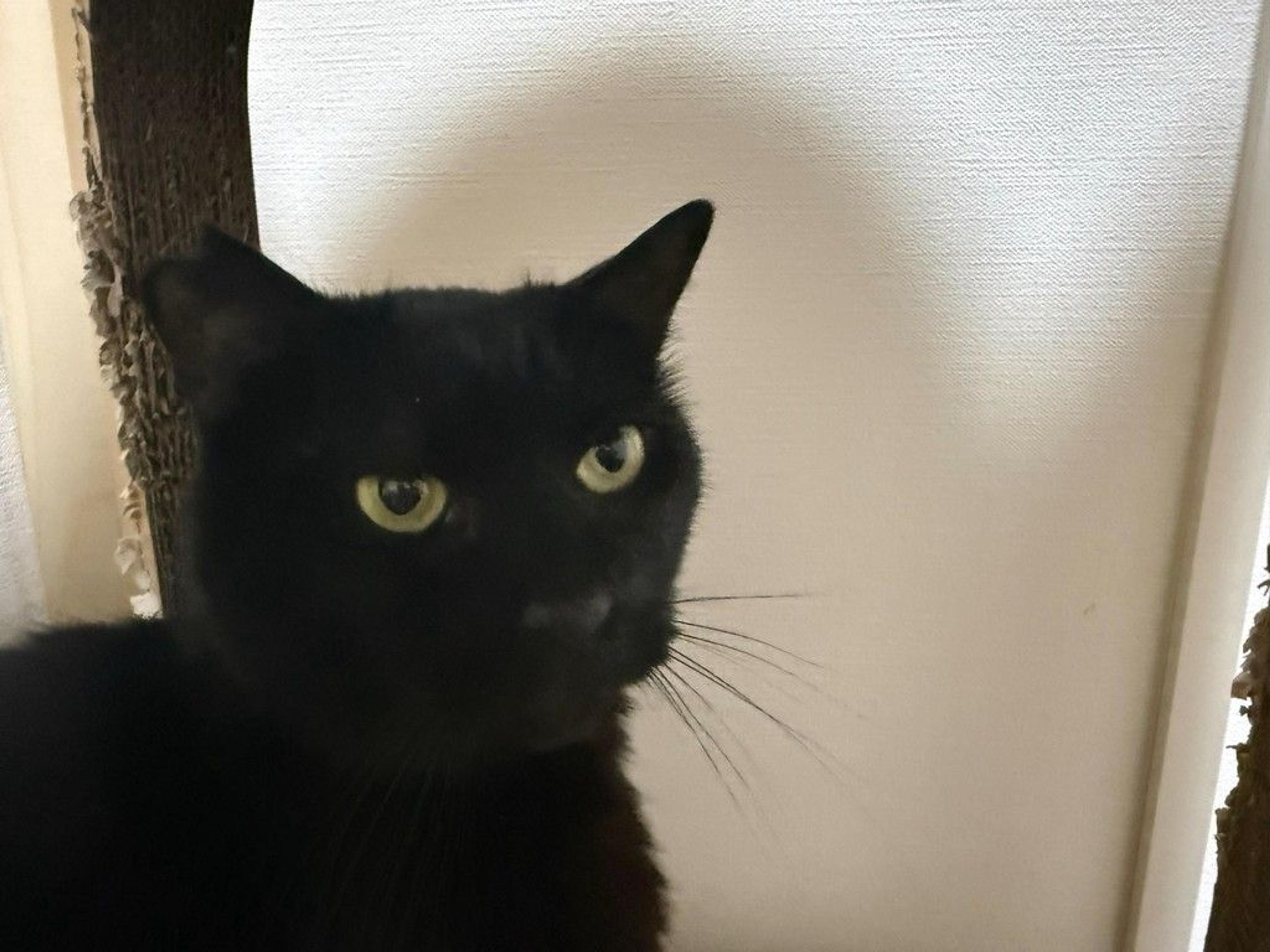 pet-image-5