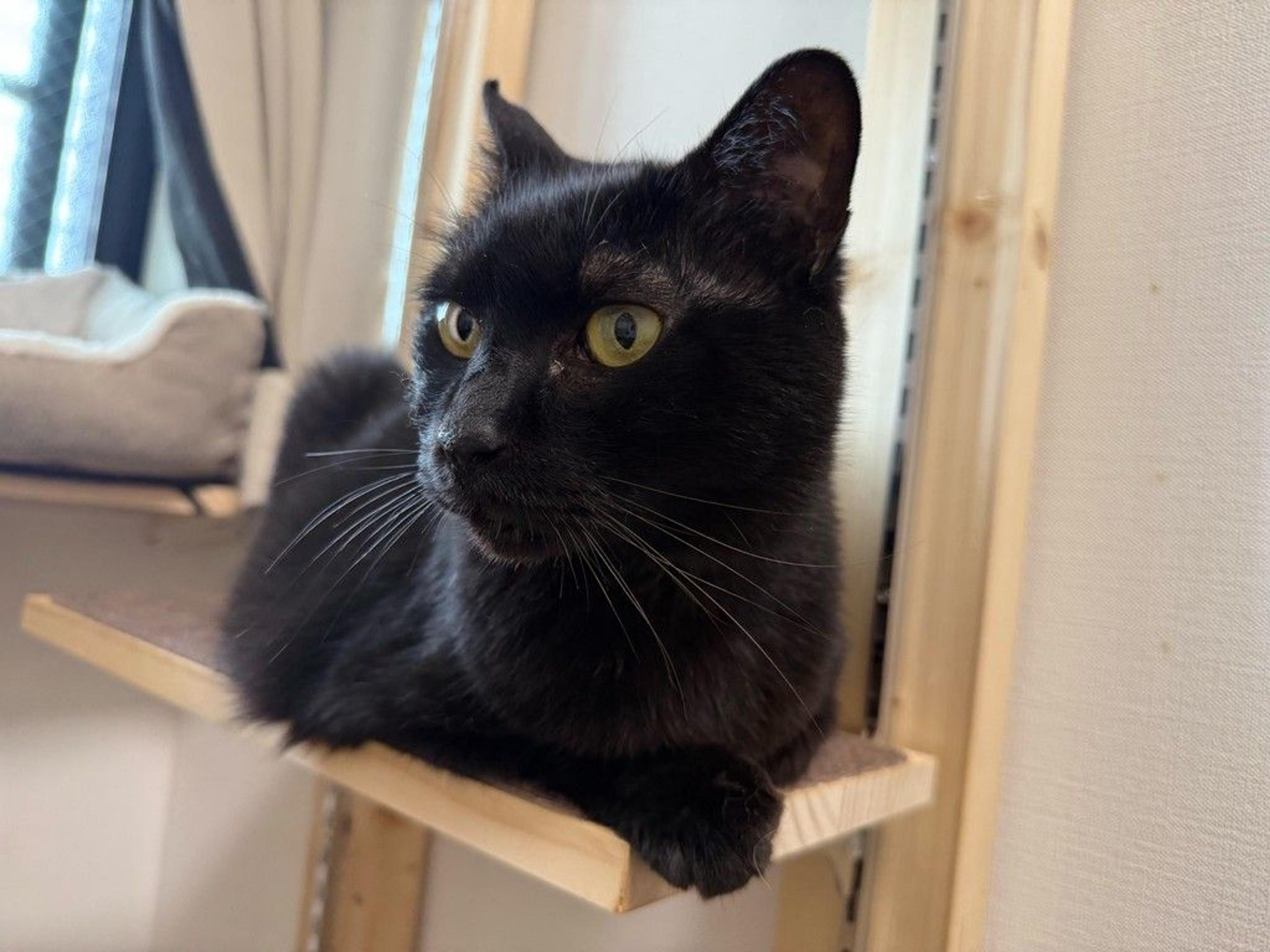 pet-image-8