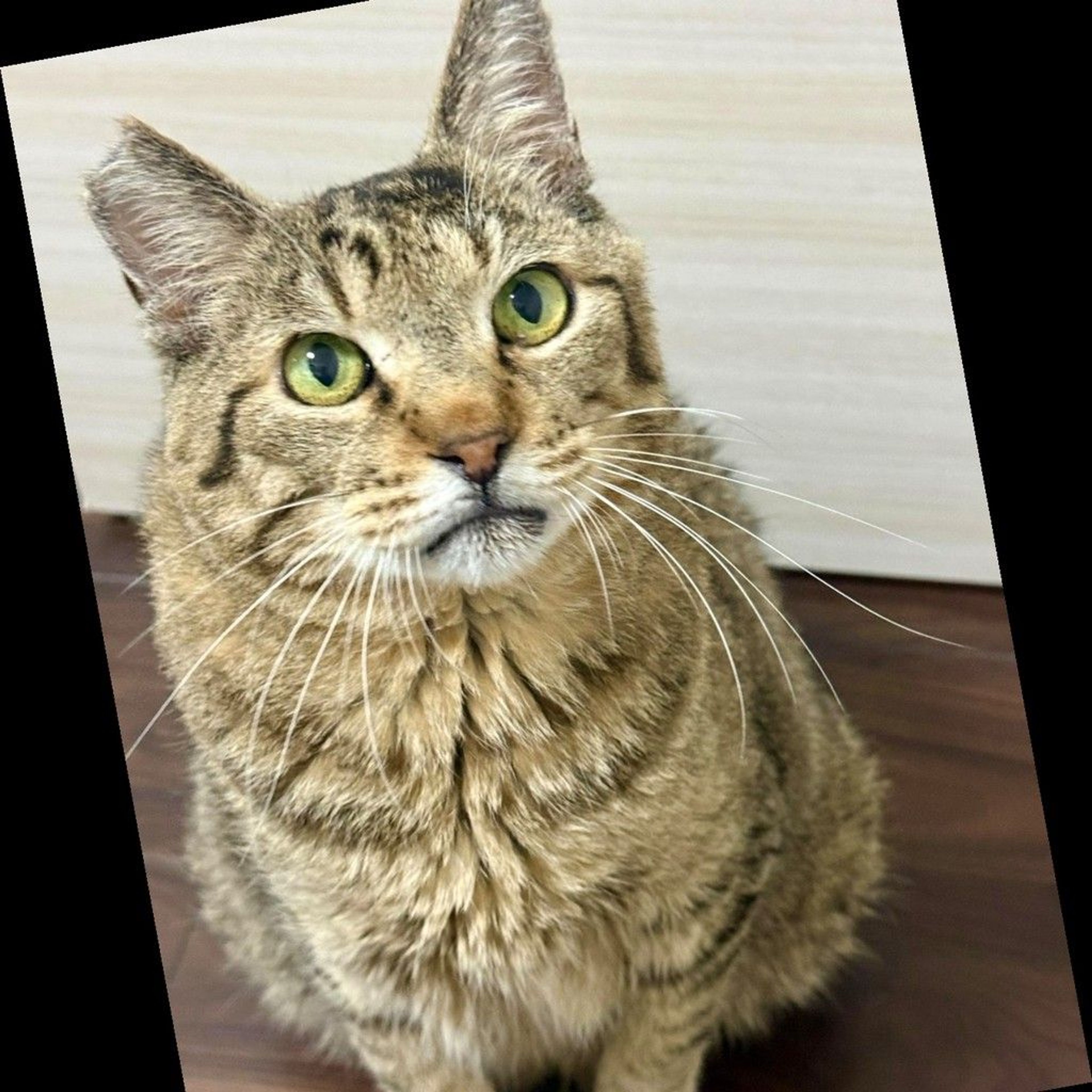 雑種（ミックス猫）・オスの里親募集の写真