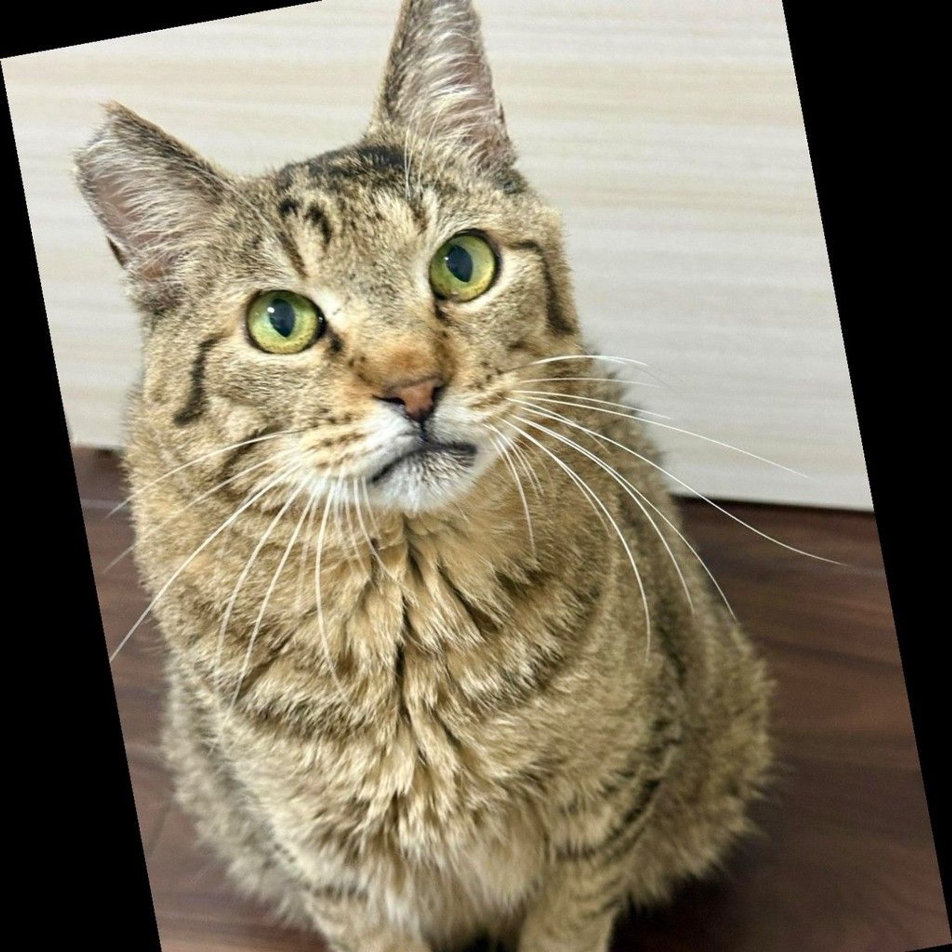 雑種（ミックス猫）・オスの里親募集の写真