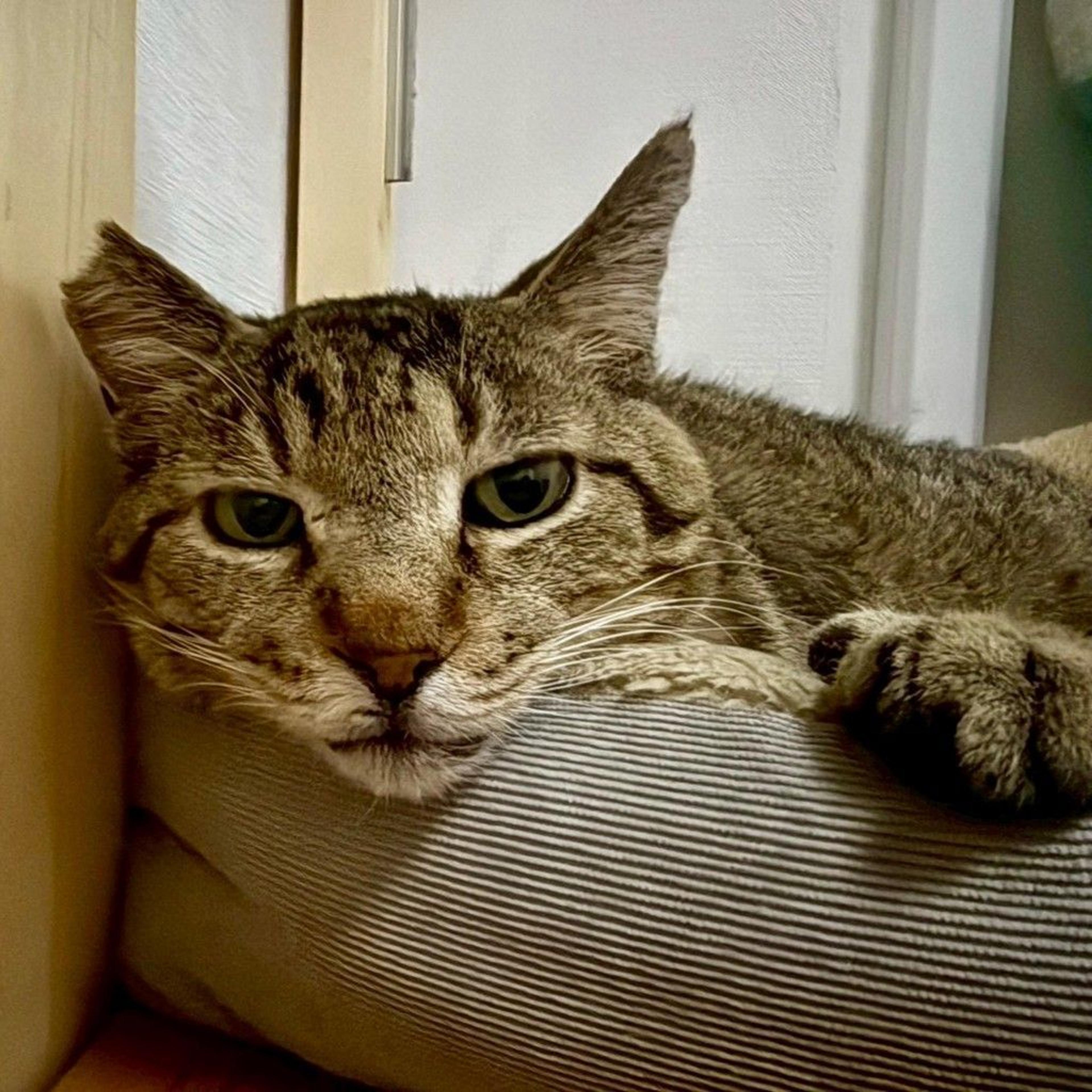 pet-image-2