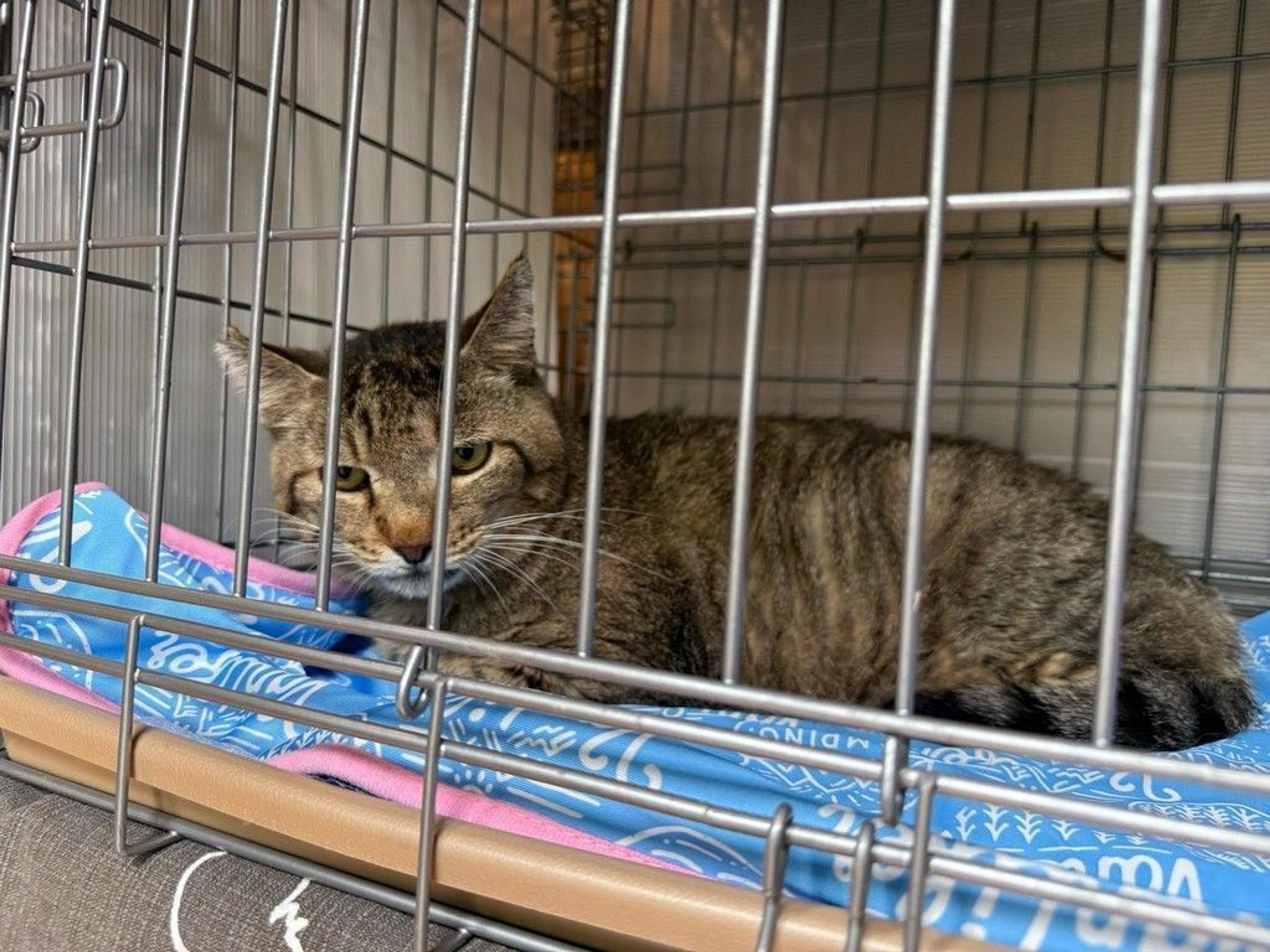 pet-image-8