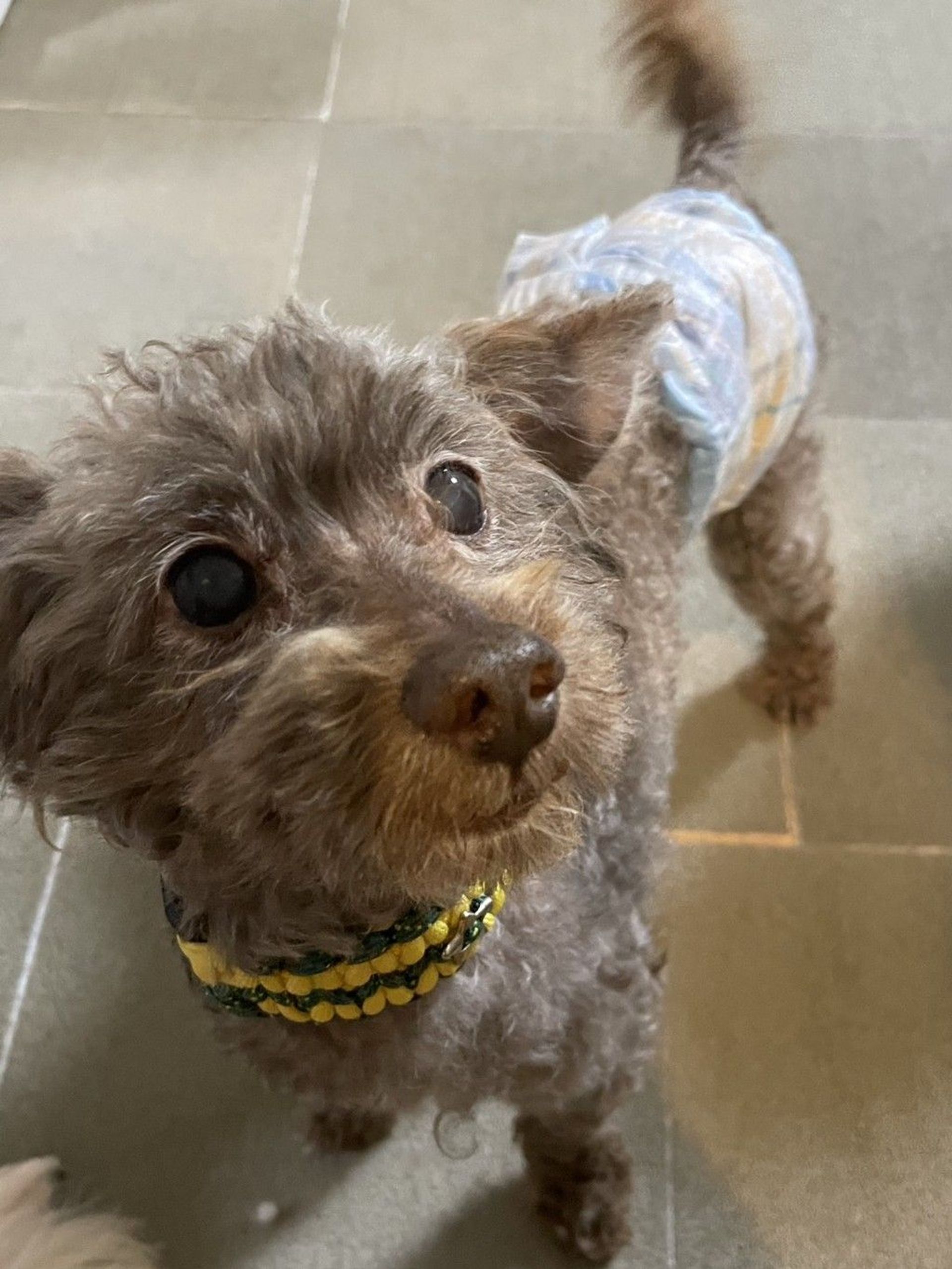 雑種（ミックス犬）・オスの里親募集の写真