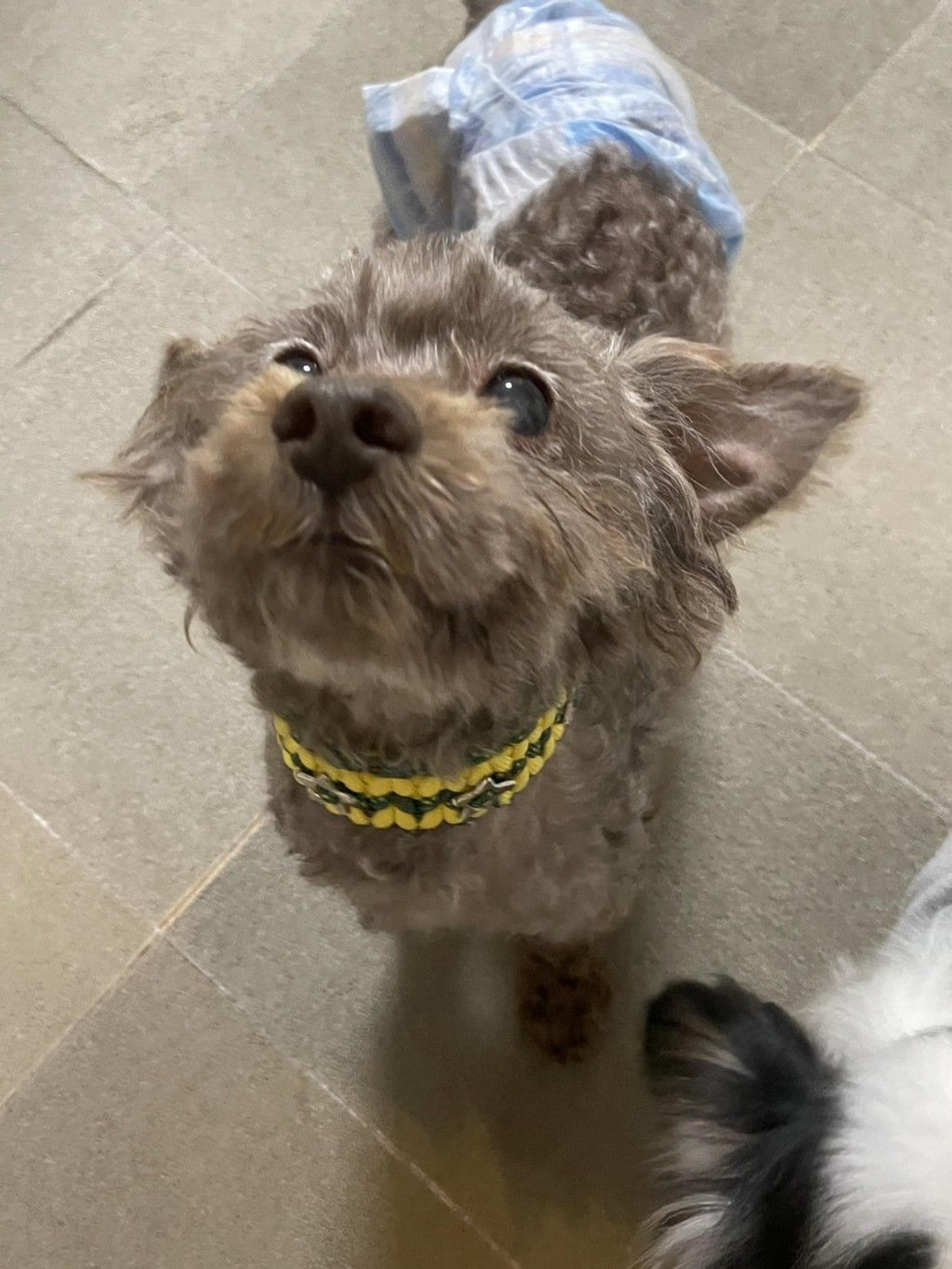 pet-image-3