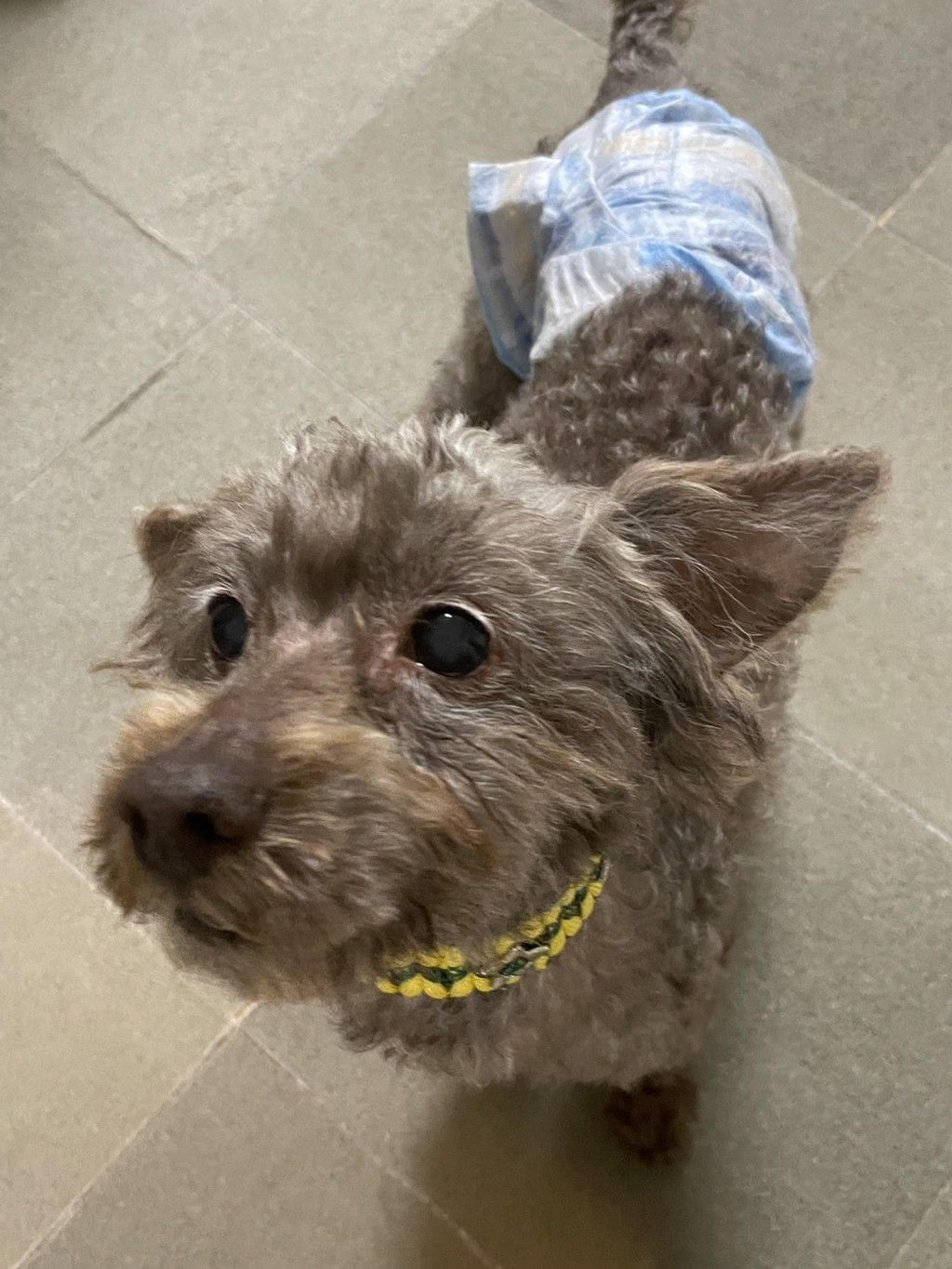 pet-image-4