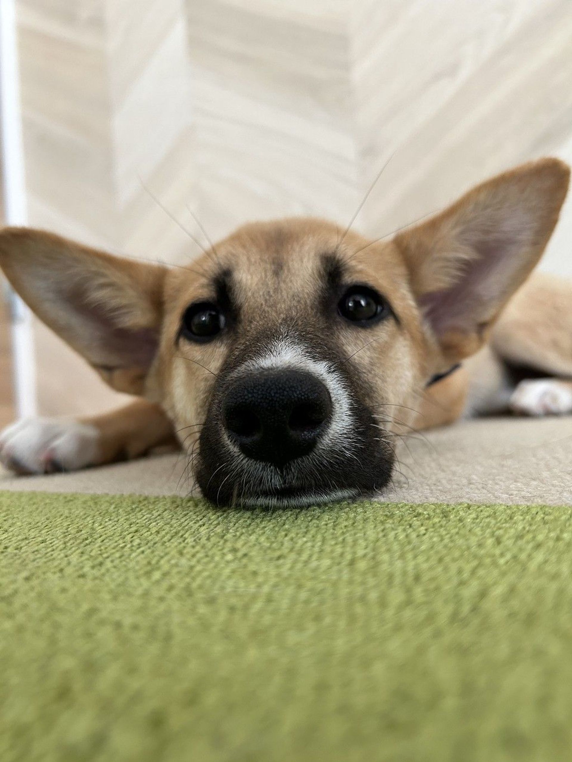 雑種（ミックス犬）・メスの里親募集の写真