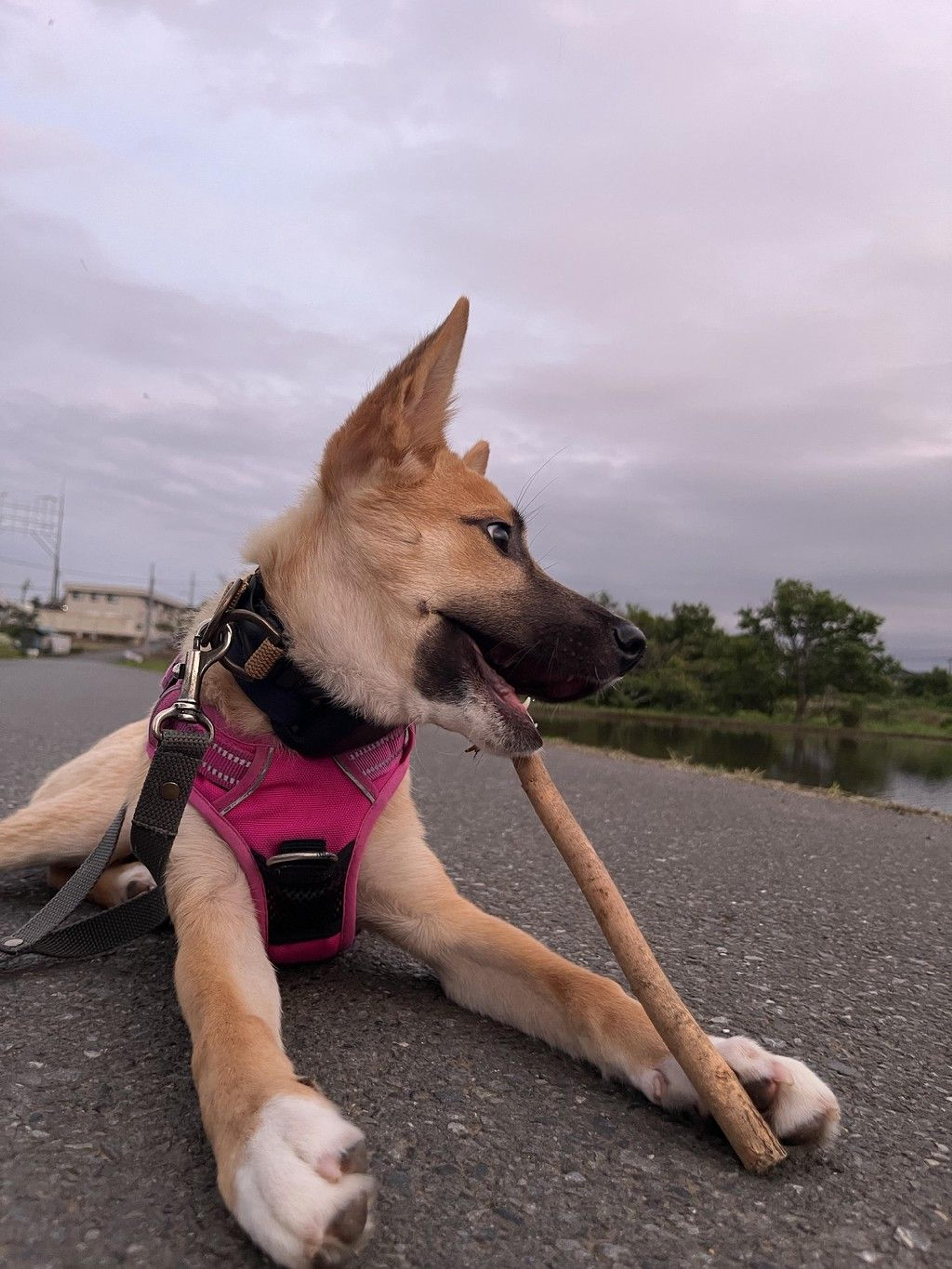 pet-image-4