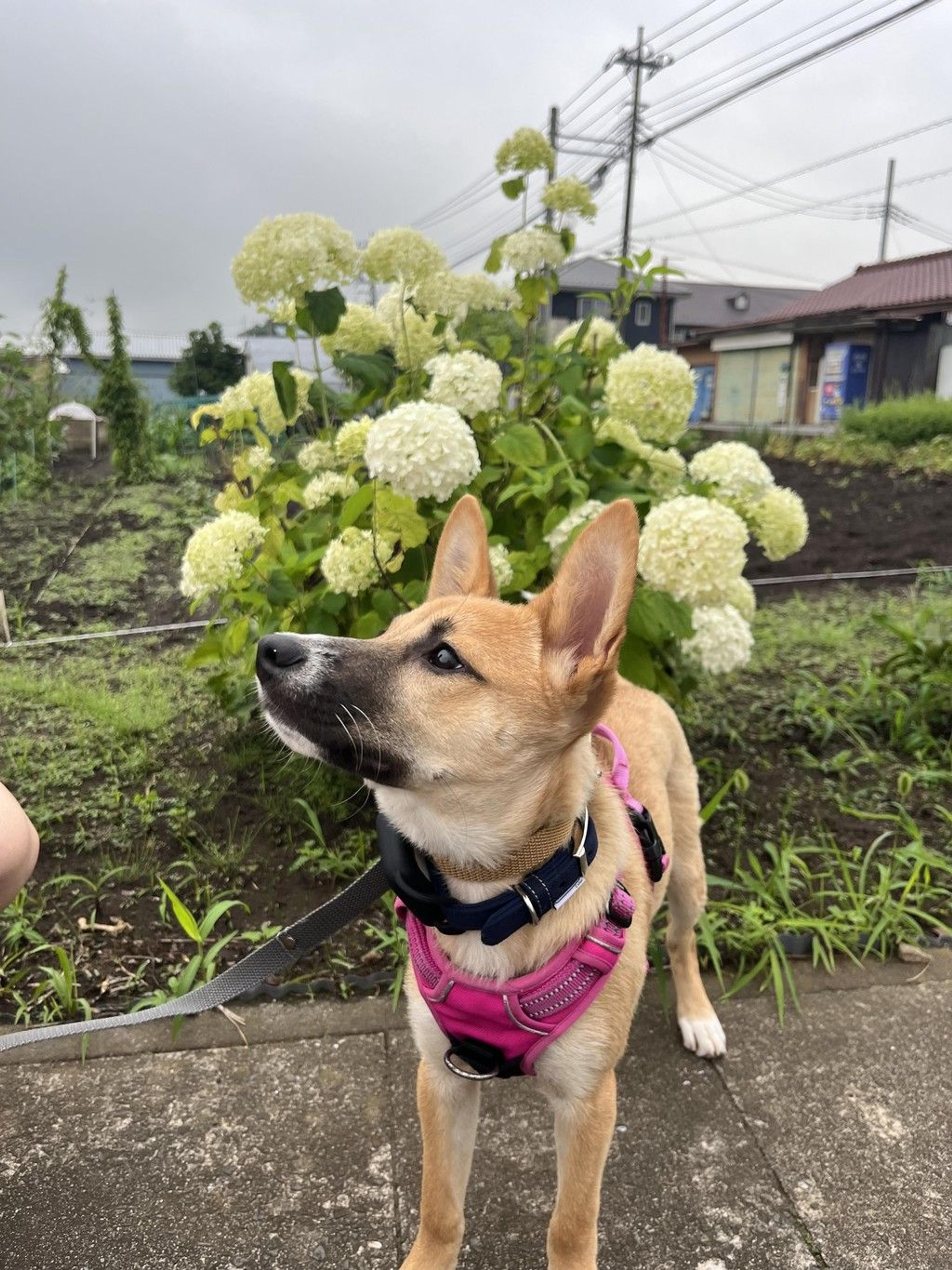 pet-image-6