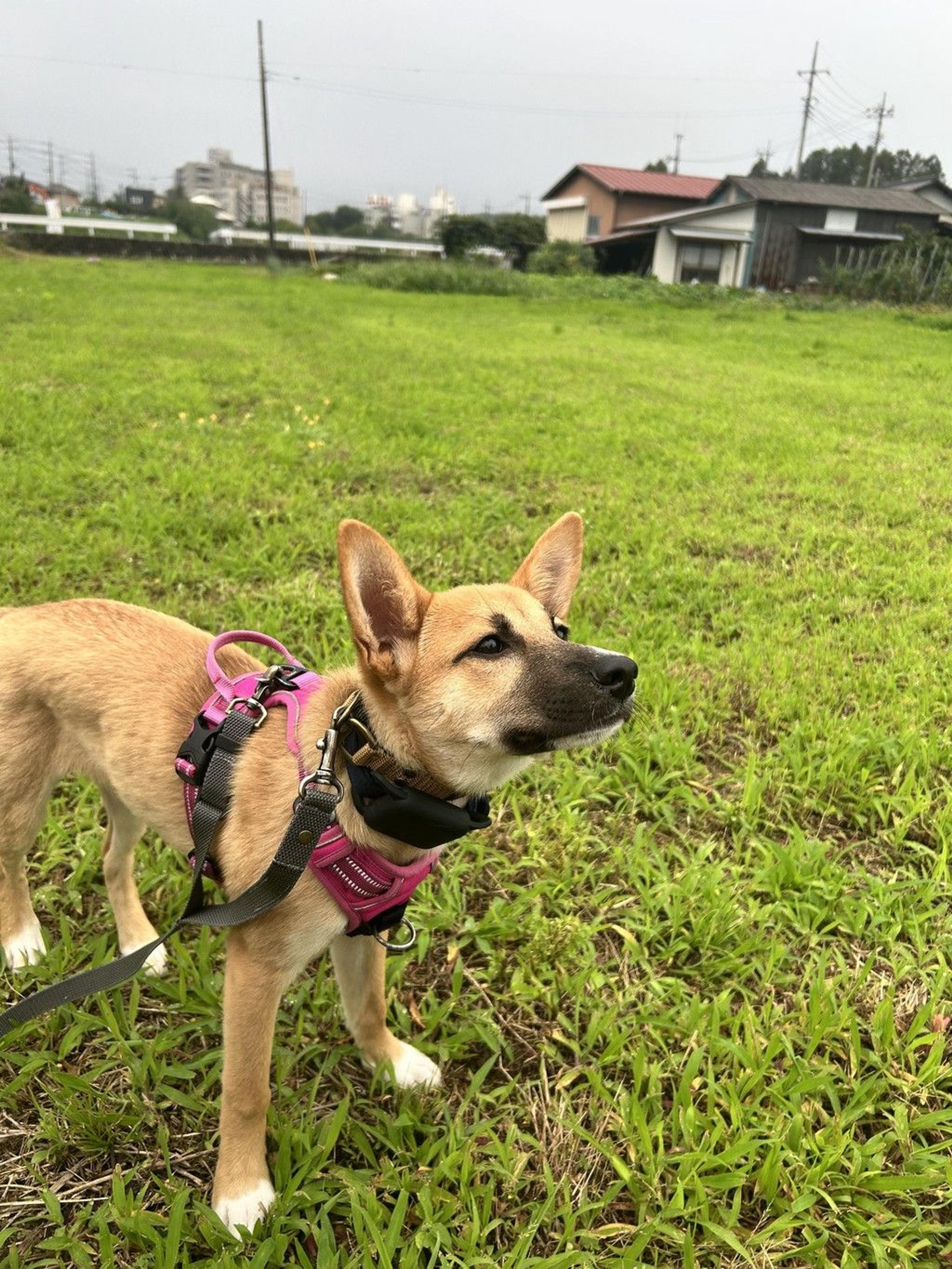 pet-image-8