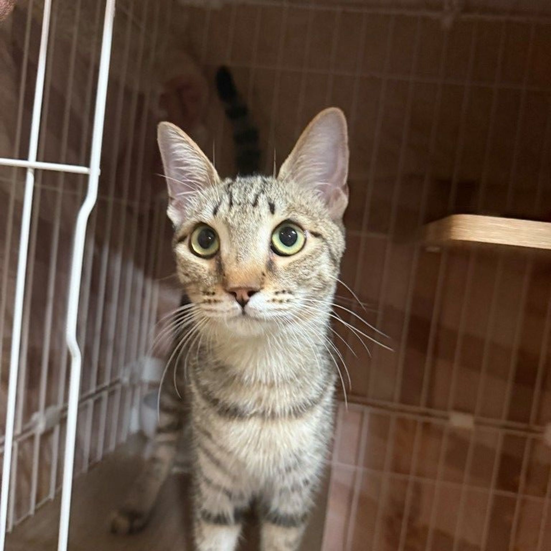 雑種（ミックス猫）・オスの里親募集の写真