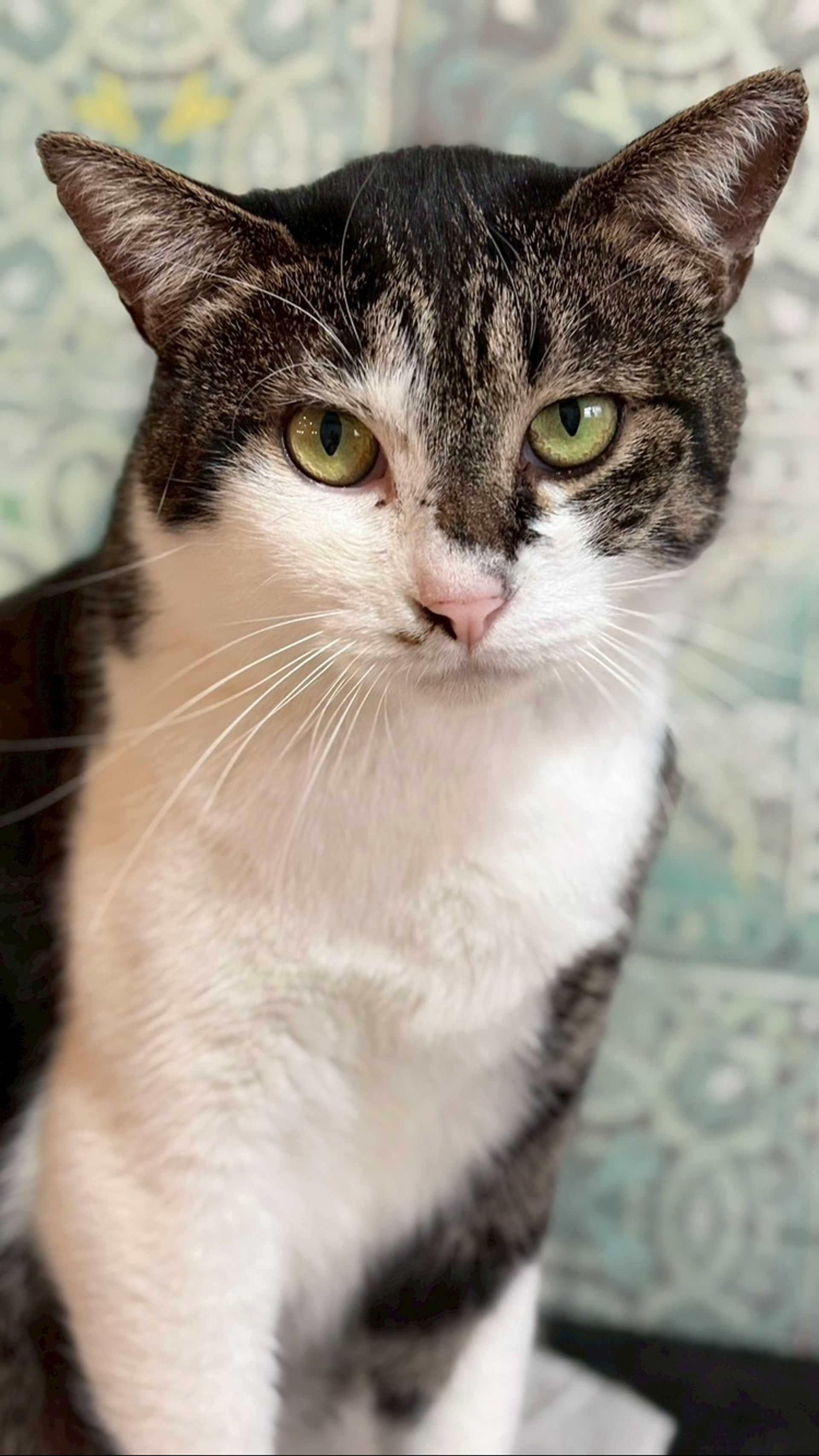 雑種（ミックス猫）・オスの里親募集の写真