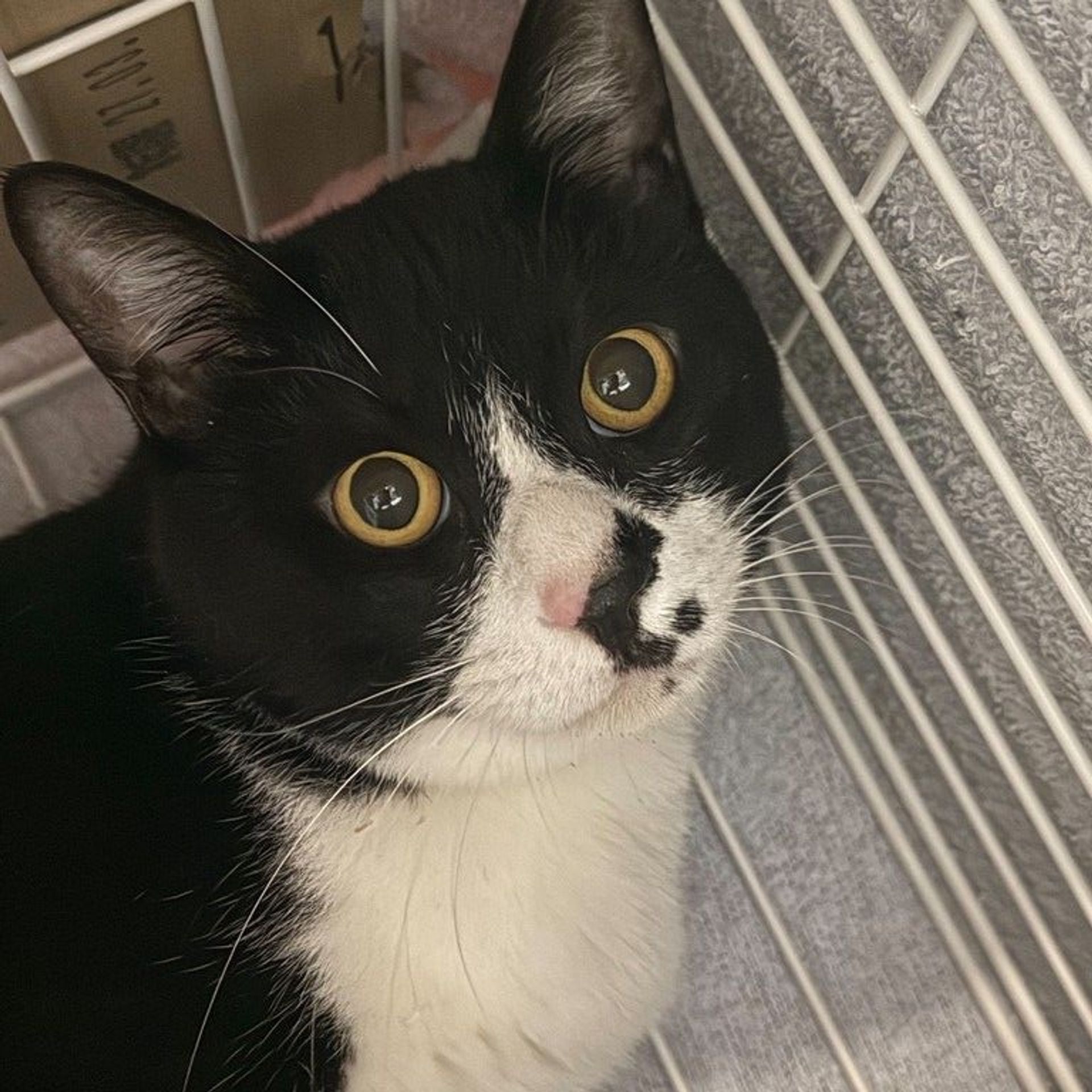 雑種（ミックス猫）・オスの里親募集の写真