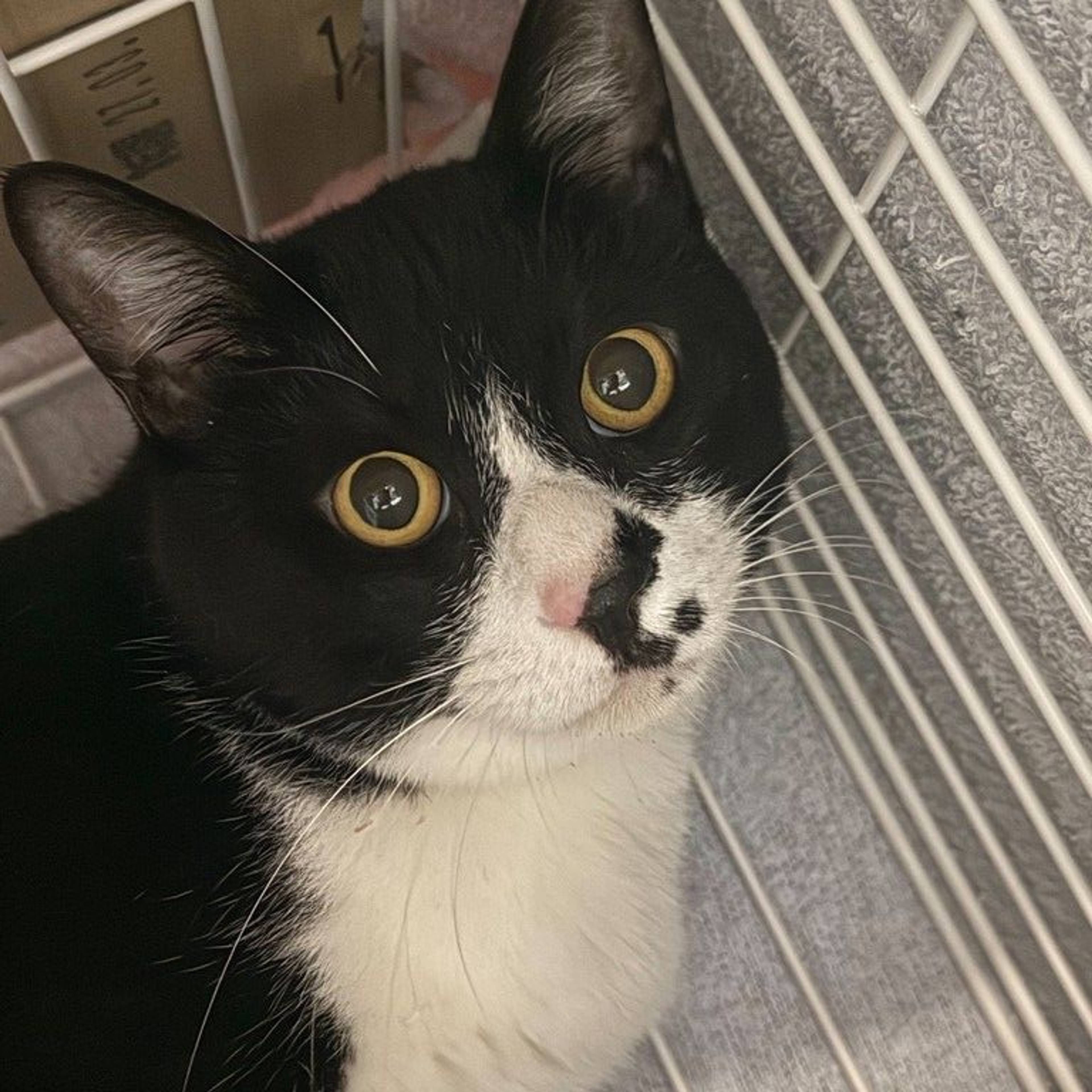 雑種（ミックス猫）・オスの里親募集の写真