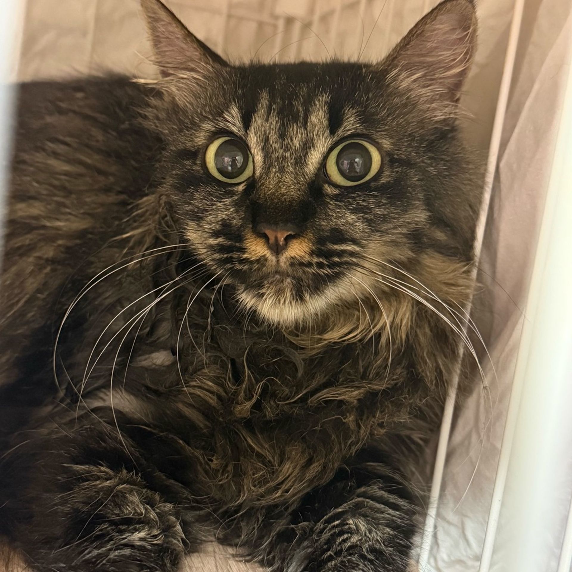 雑種（ミックス猫）・メスの里親募集の写真
