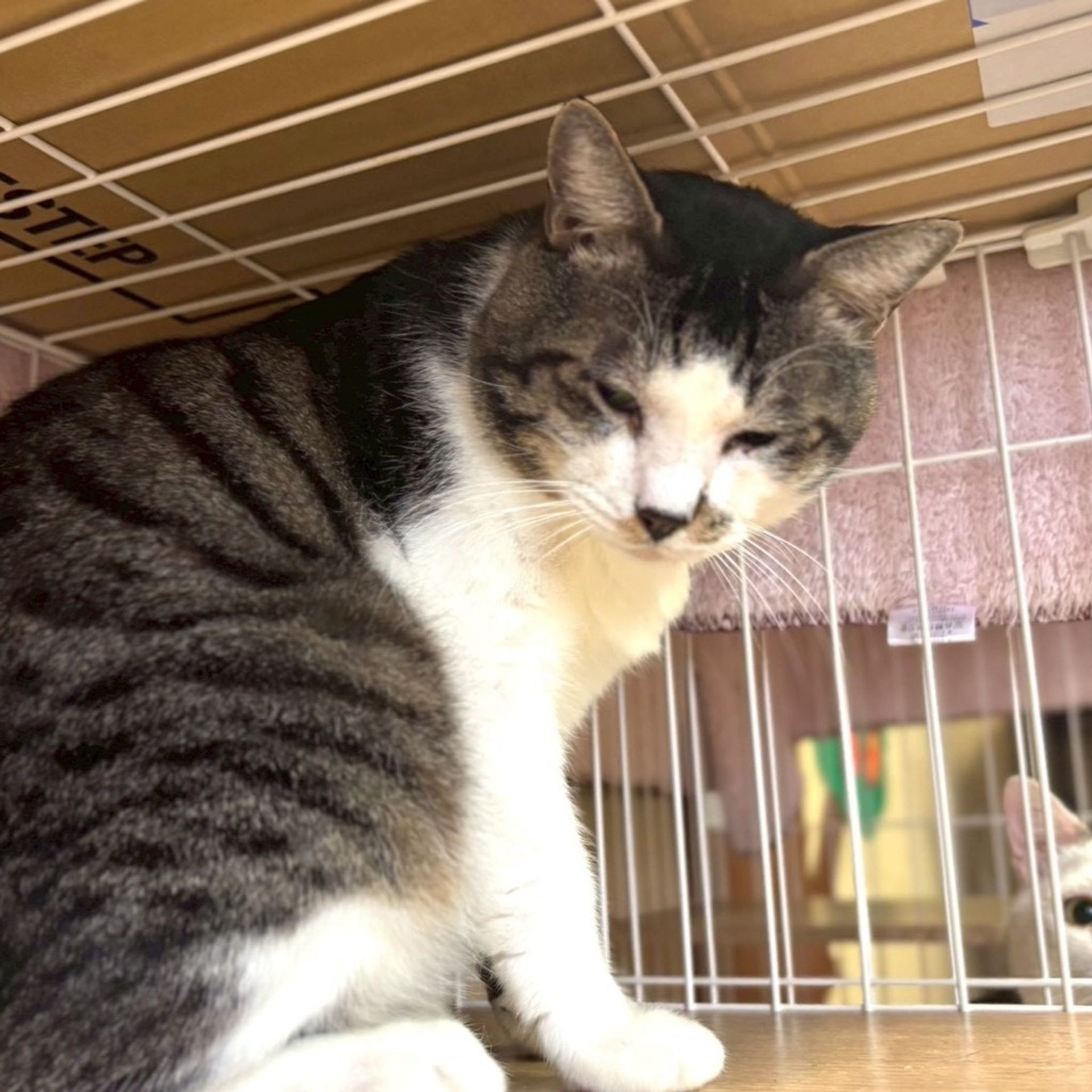 雑種（ミックス猫）・オスの里親募集の写真