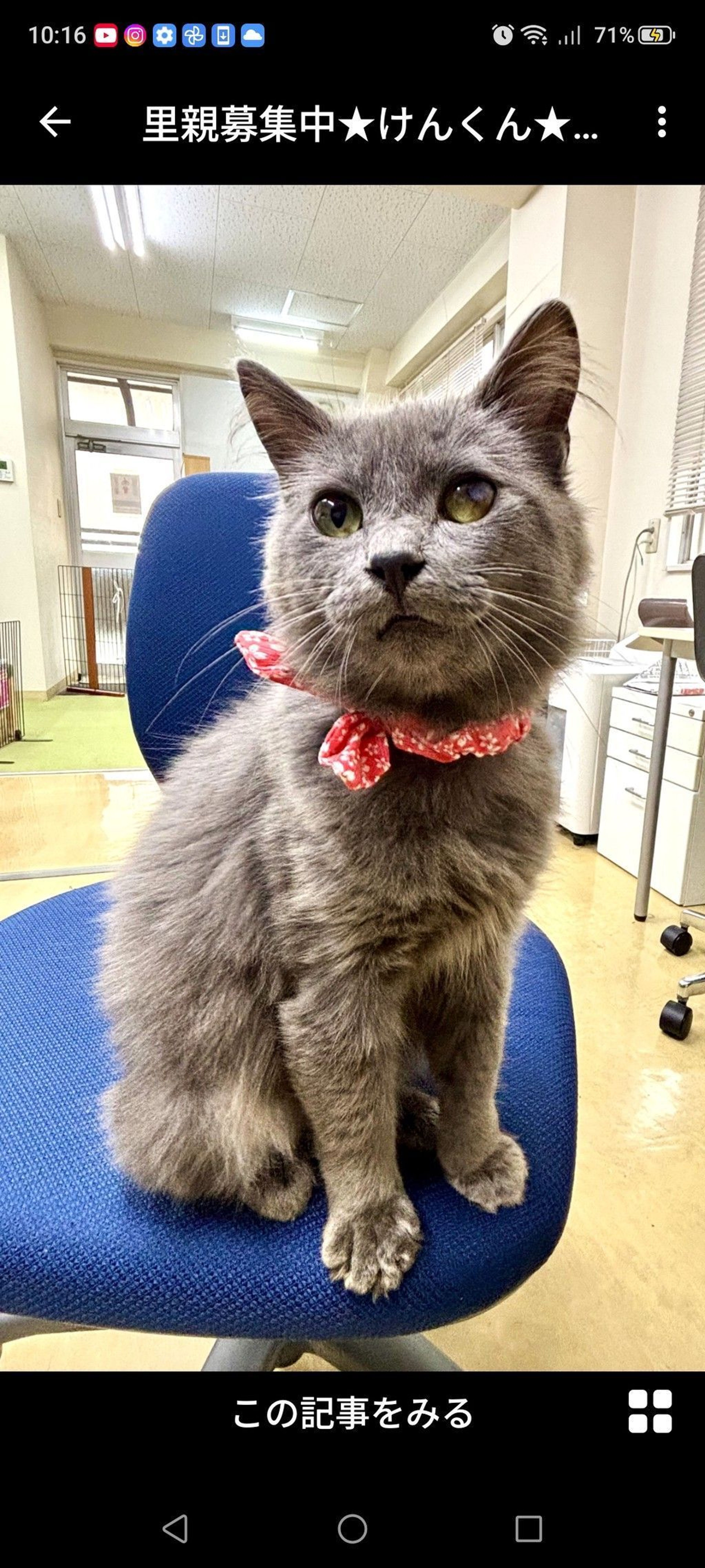 雑種（ミックス猫）・オスの里親募集の写真
