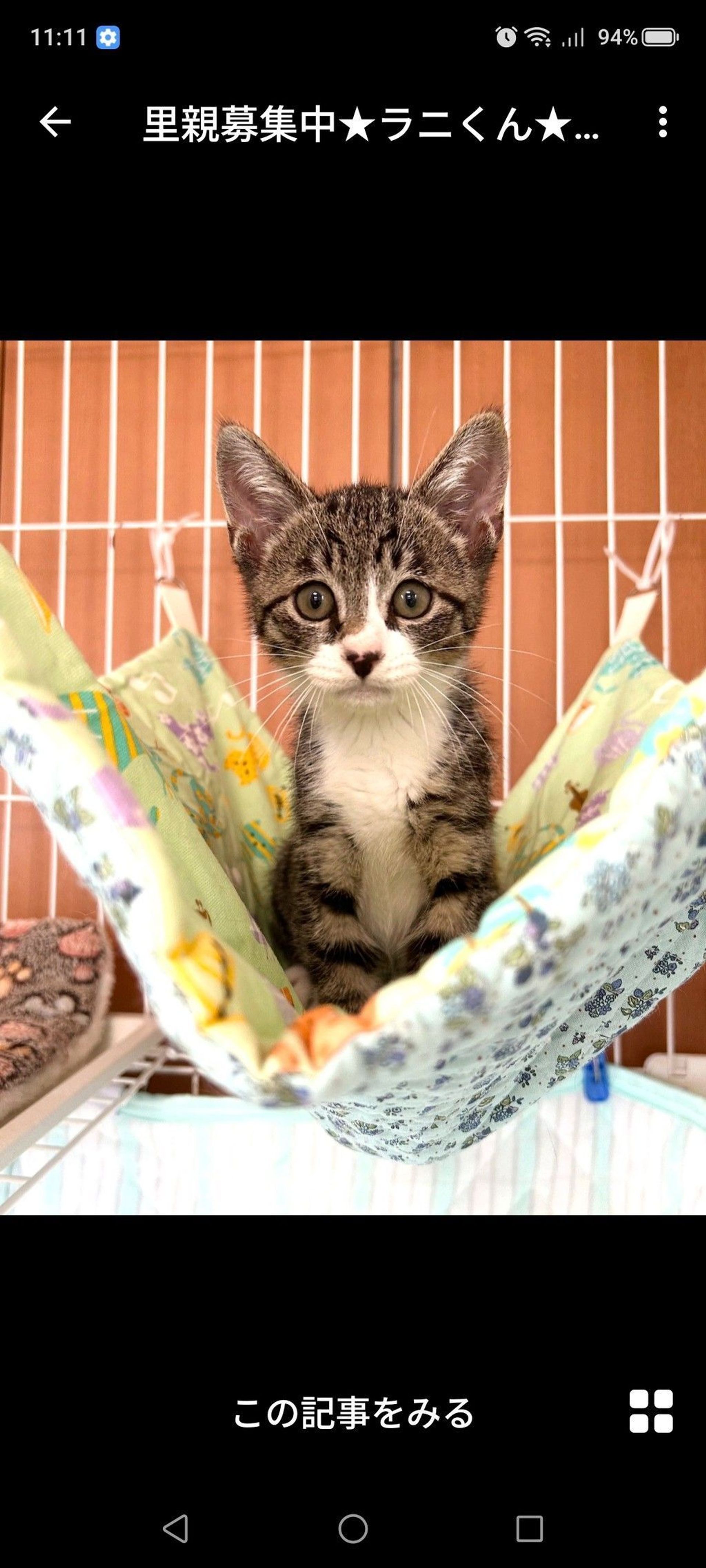 雑種（ミックス猫）・オスの里親募集の写真