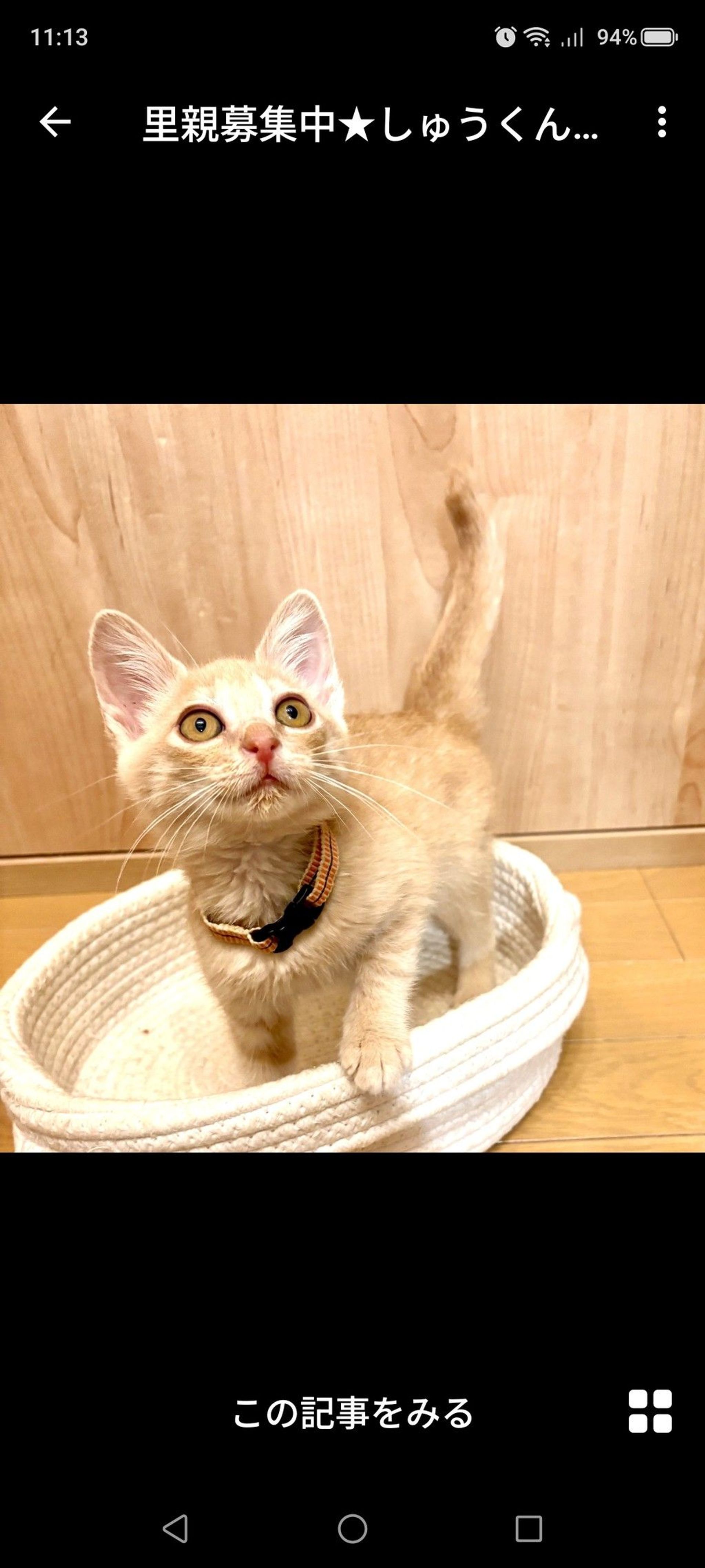 雑種（ミックス猫）・オスの里親募集の写真