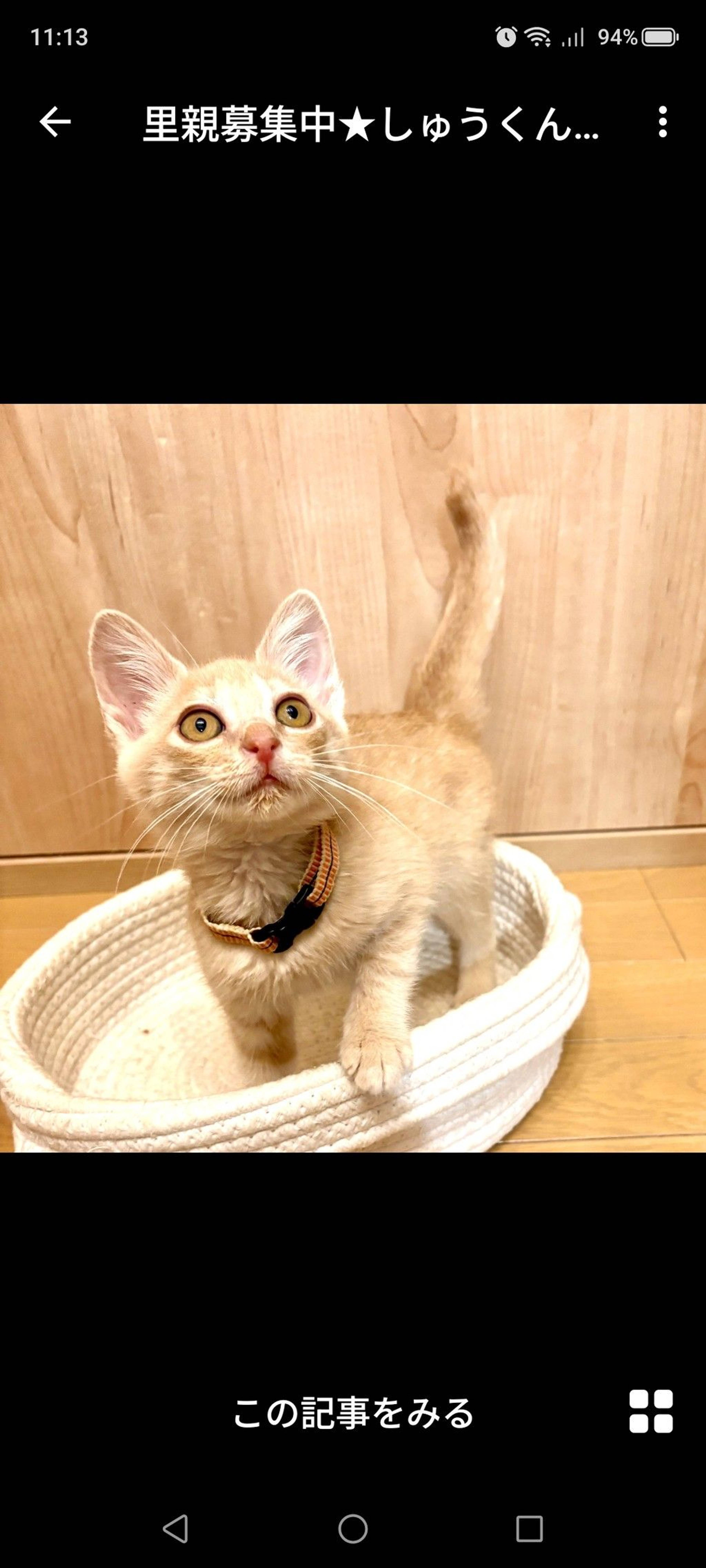 雑種（ミックス猫）・オスの里親募集の写真